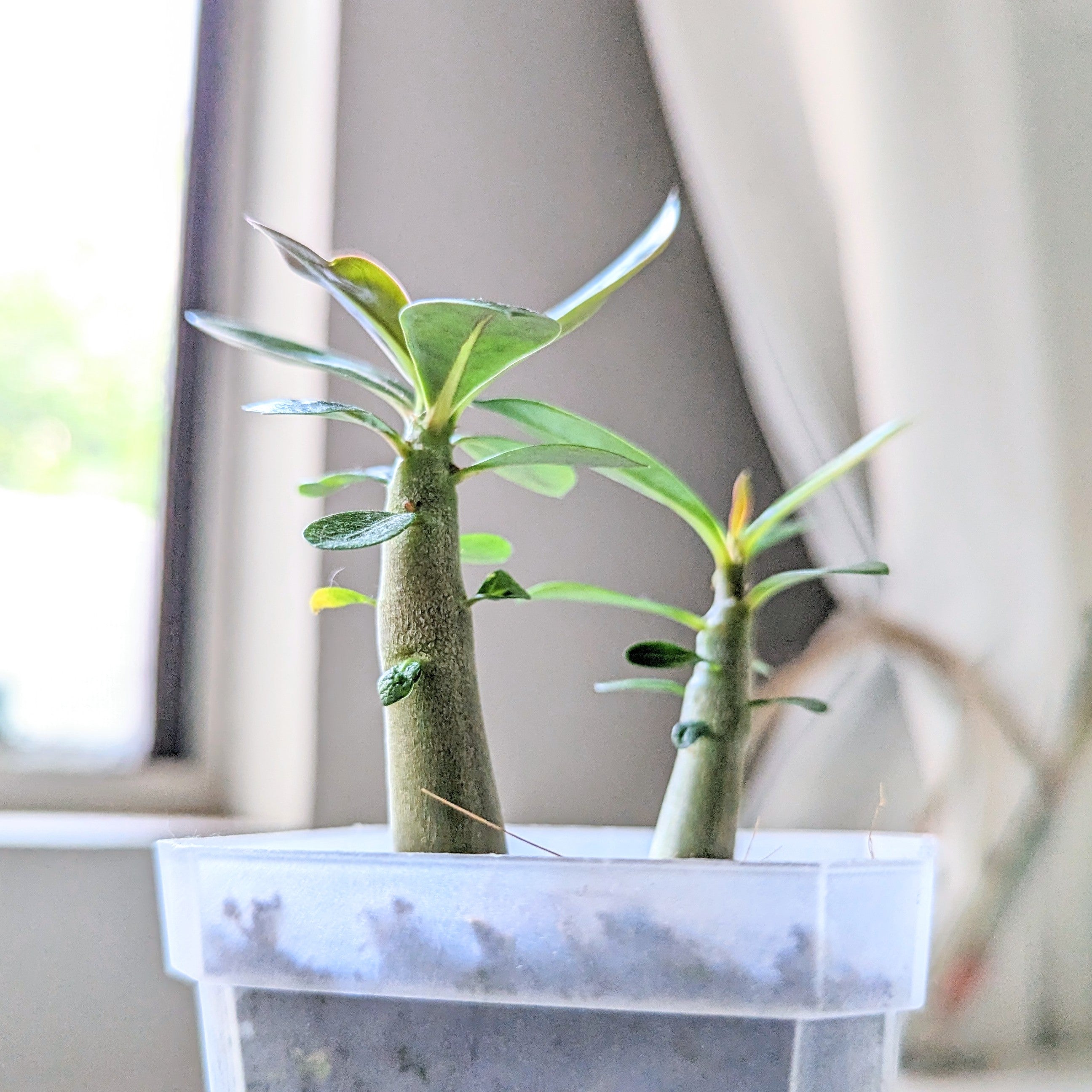 Odd and Unique-Looking Plants you can Grow from Seed
