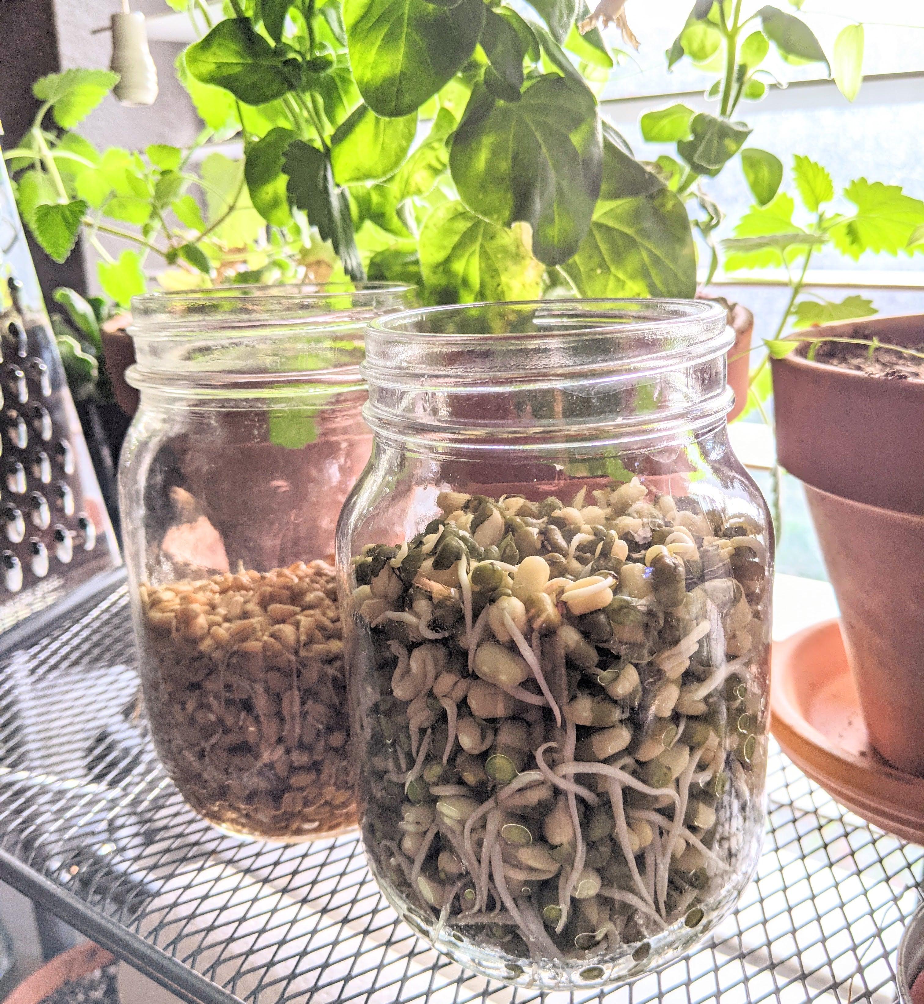 GROWING SPROUTS IN MASON JARS 