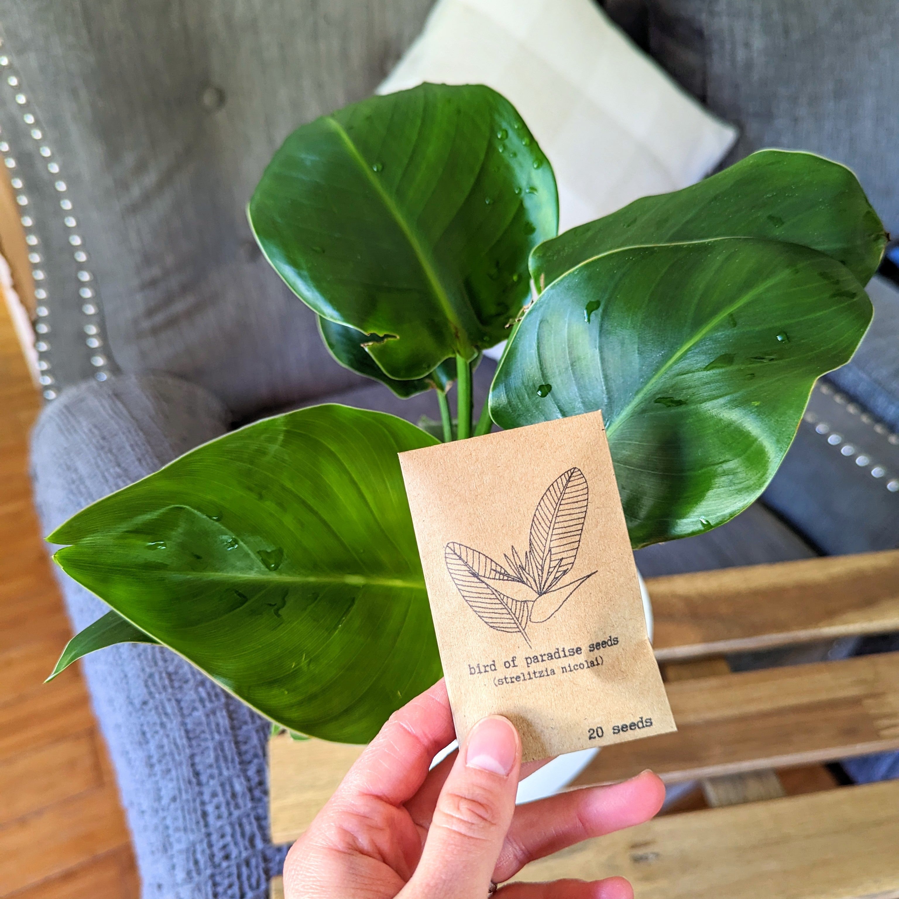 How to Grow Strelitzia 'Bird of Paradise' from Seed  Plantflix