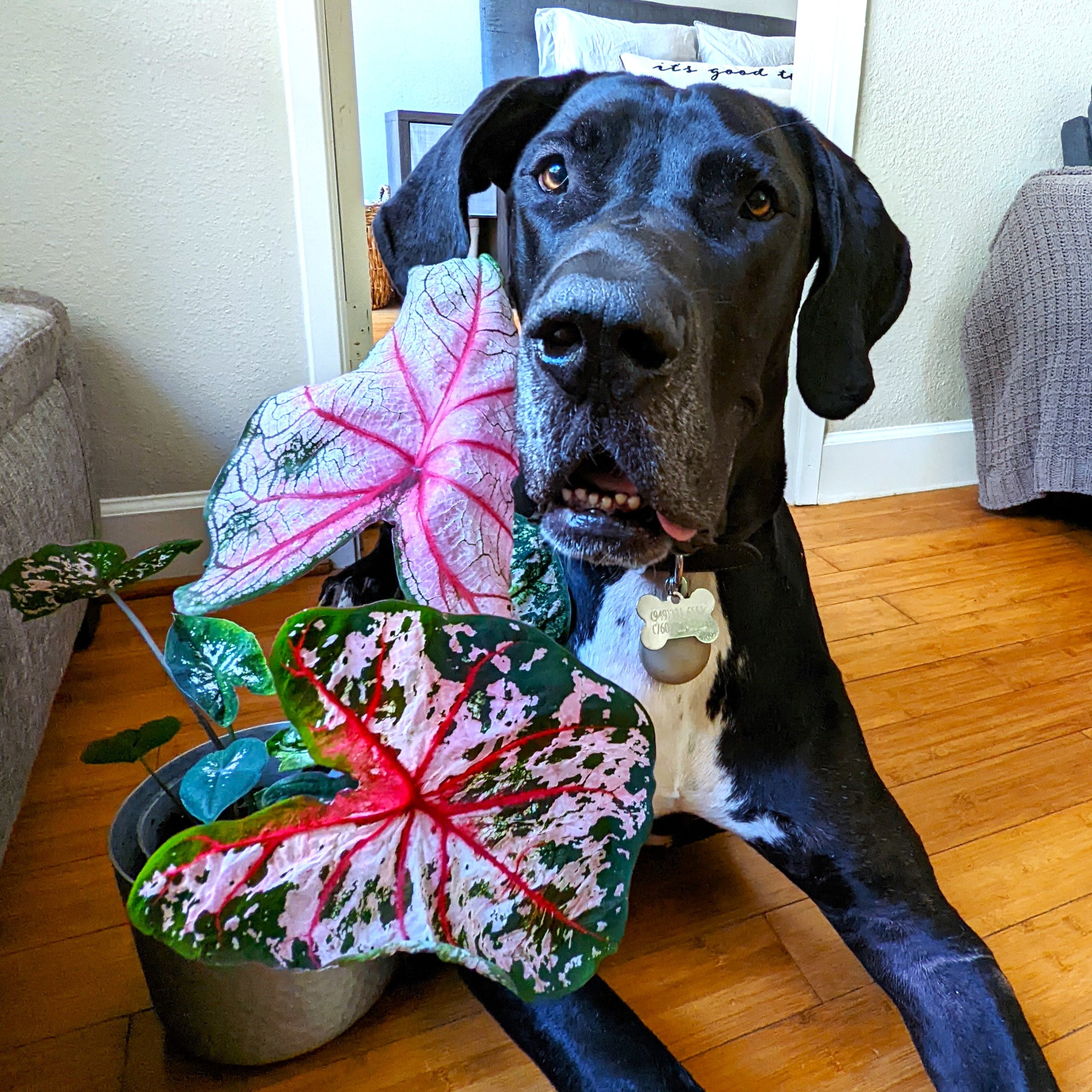 Plant THIS not THAT: Pet-Friendly Alternatives to Popular Plants (that you can also grow from seed!)