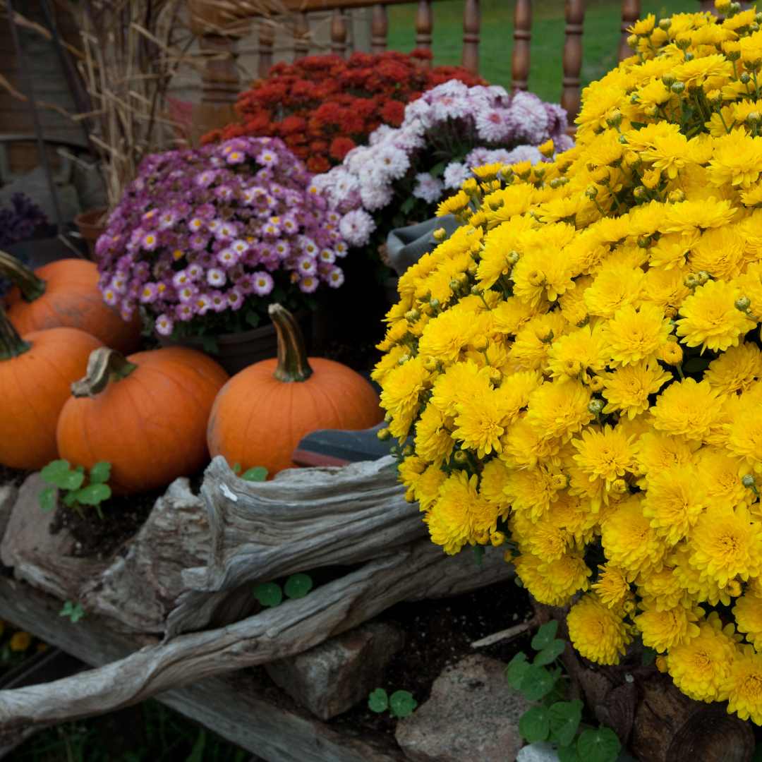 What Seeds to Sow in Your Fall Garden
