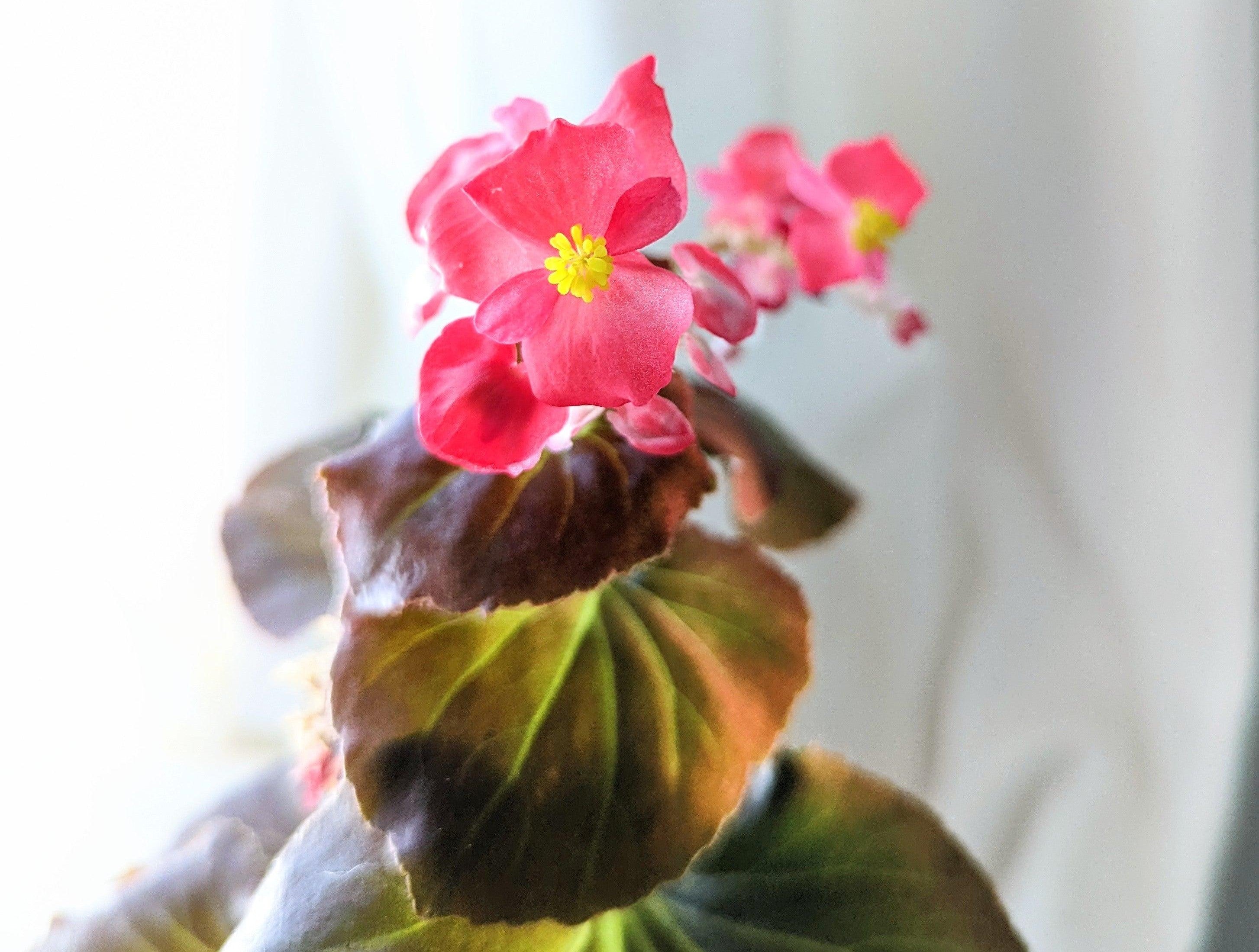 8 Flowering Houseplants You Can Grow from Seed or Bulb