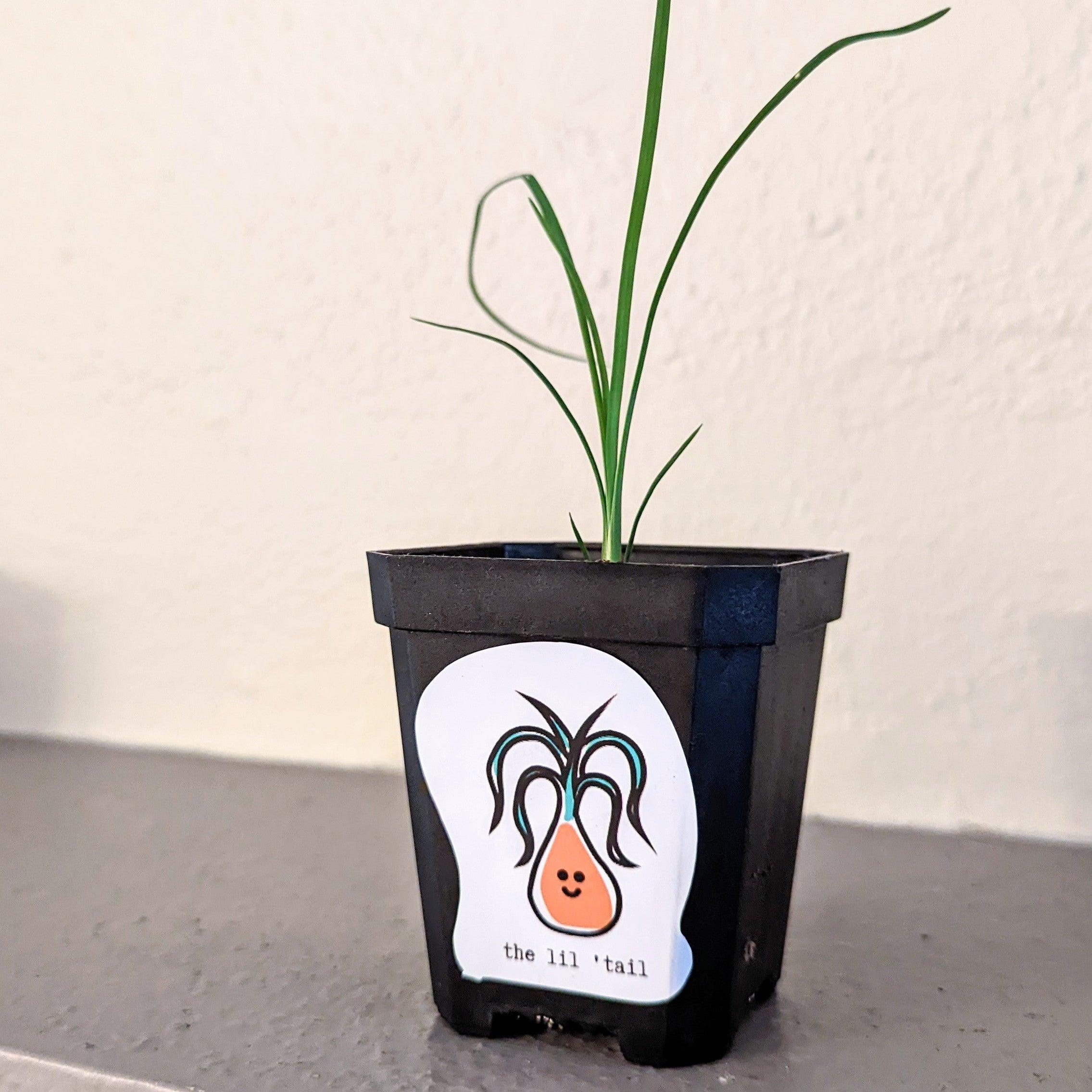 2" Lil Planty Pals Sticker Set - Plantflix