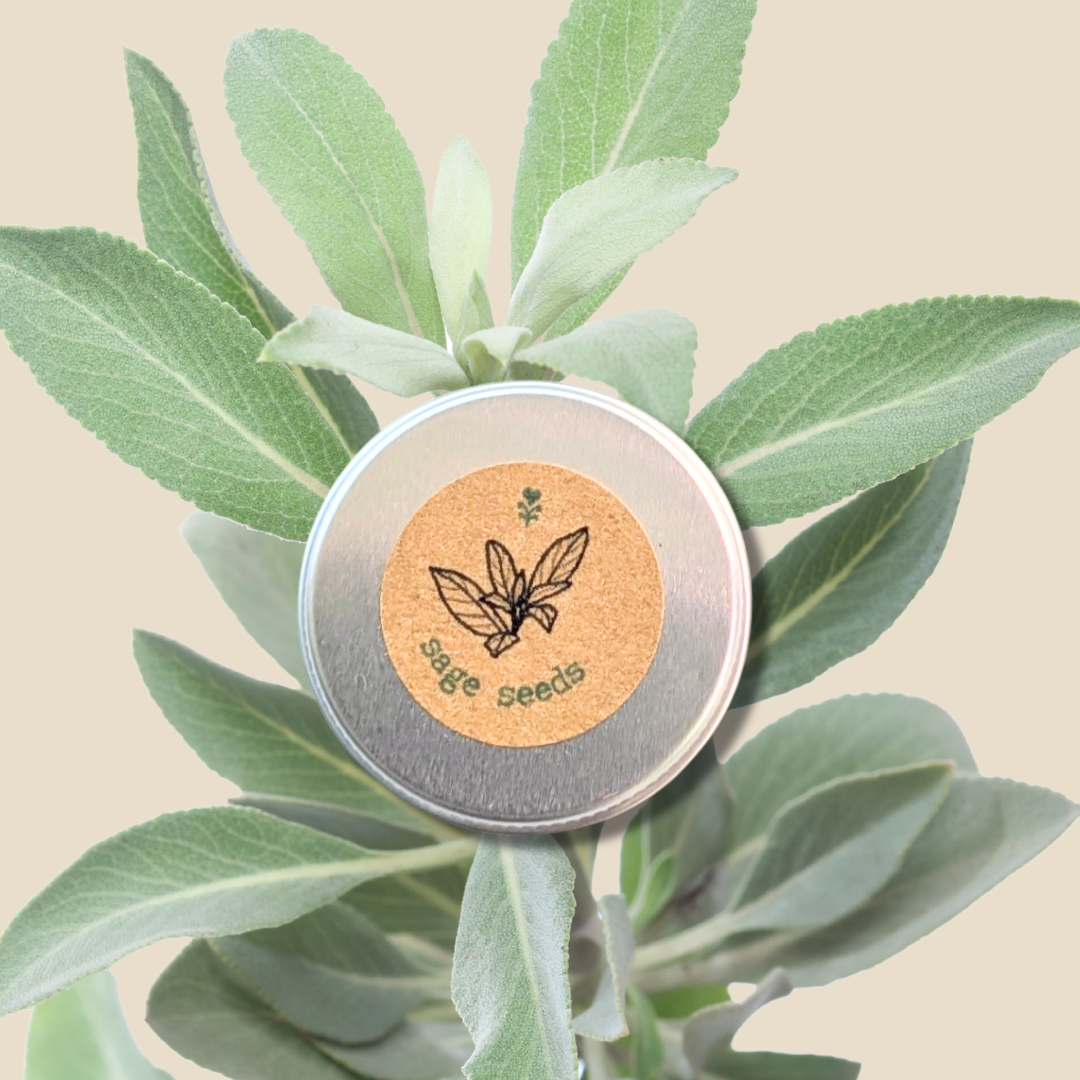 Organic Sage Seeds