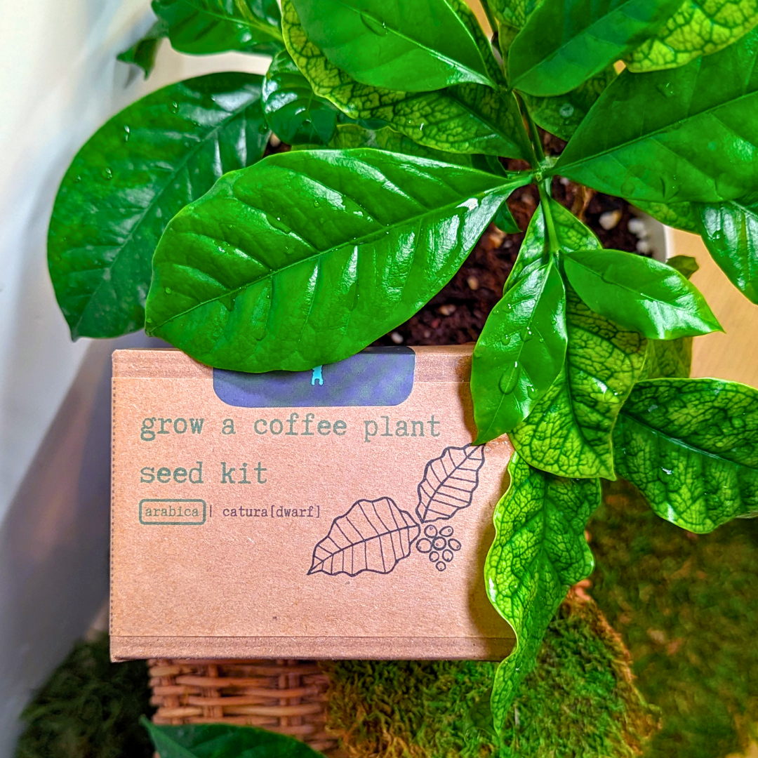 Grow a Coffee Plant Seed Kit – Plantflix