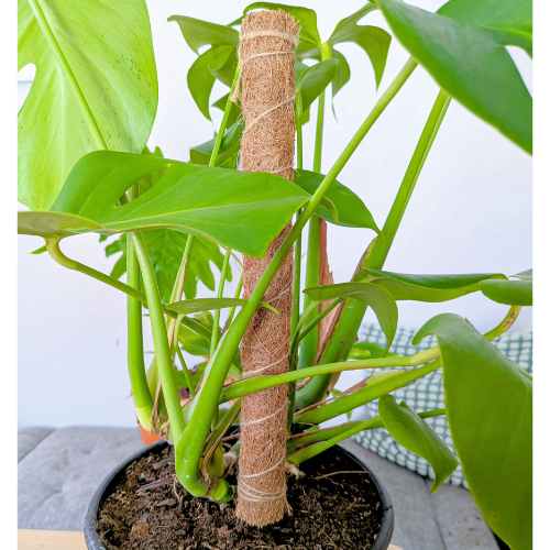 Coconut Coir Bendable Grow Pole 16"- We the Wild