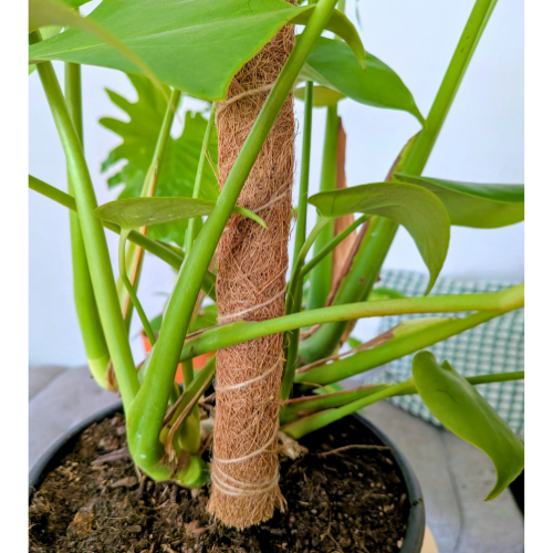 Coconut Coir Bendable Grow Pole 16"- We the Wild