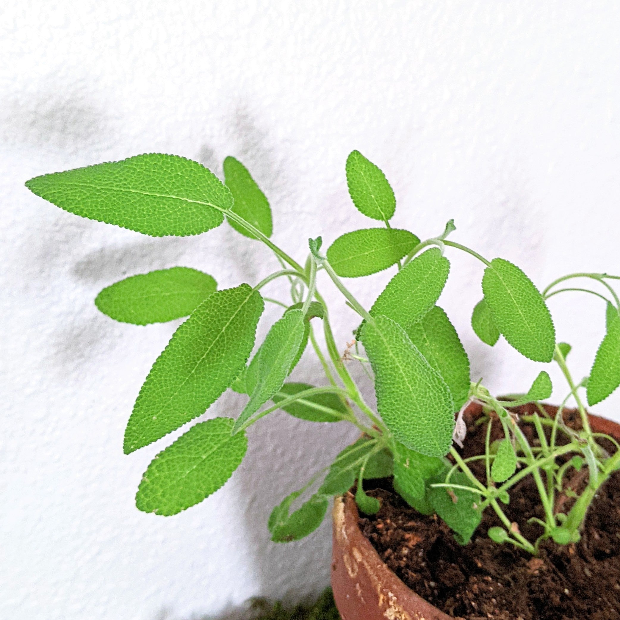 Organic Sage Seeds