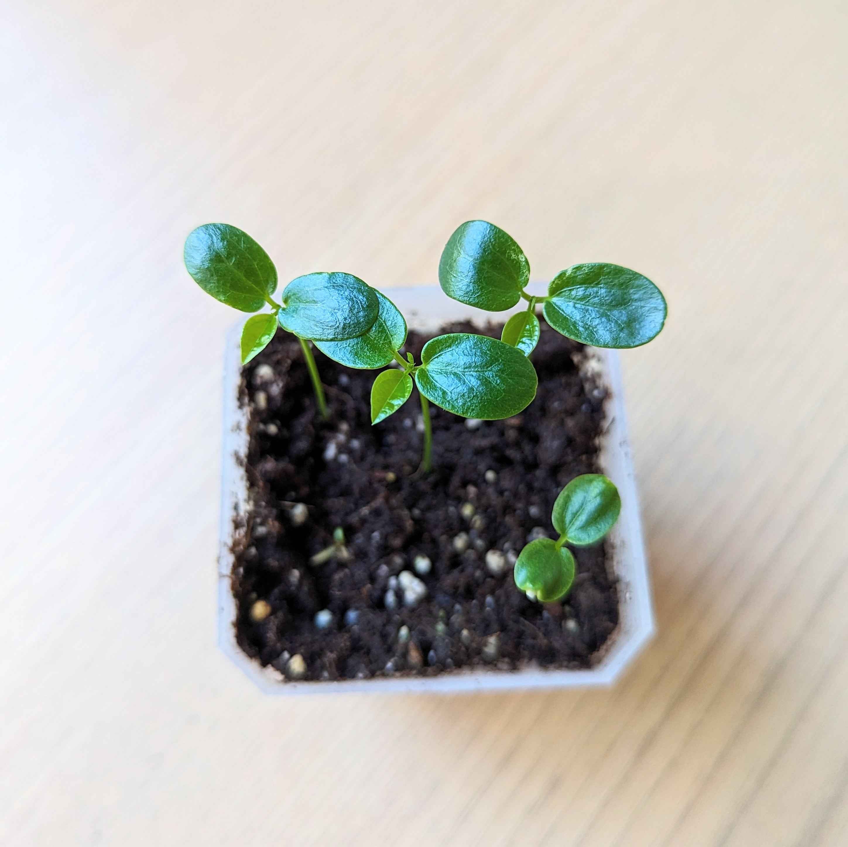 Passiflora "Passion Fruit" Seeds