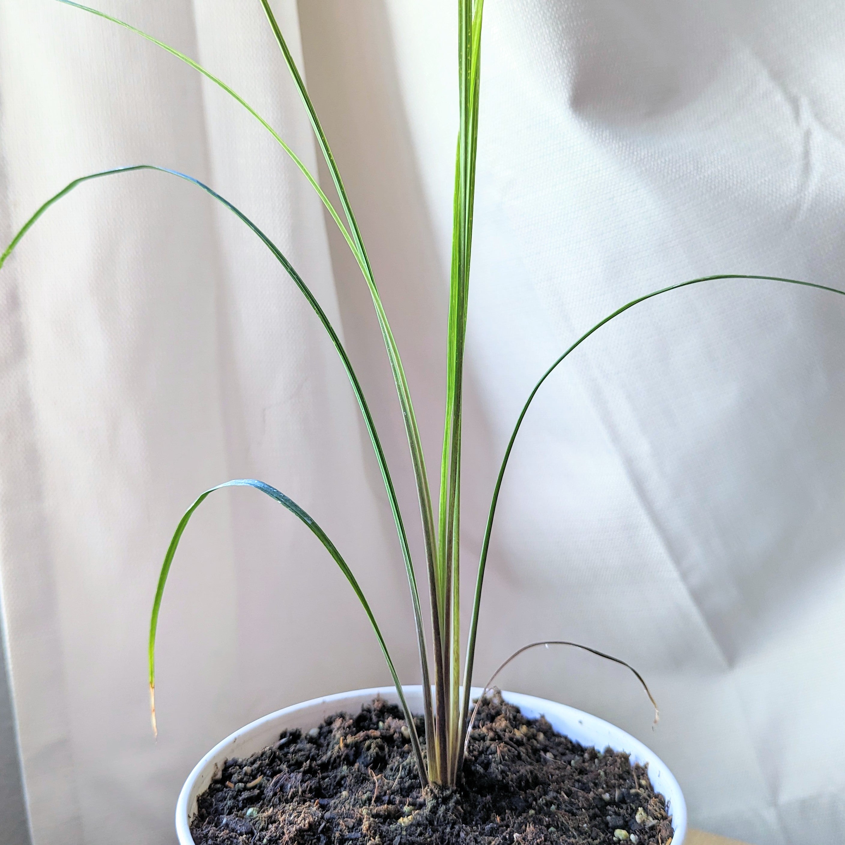 Dracaena Indivisa &