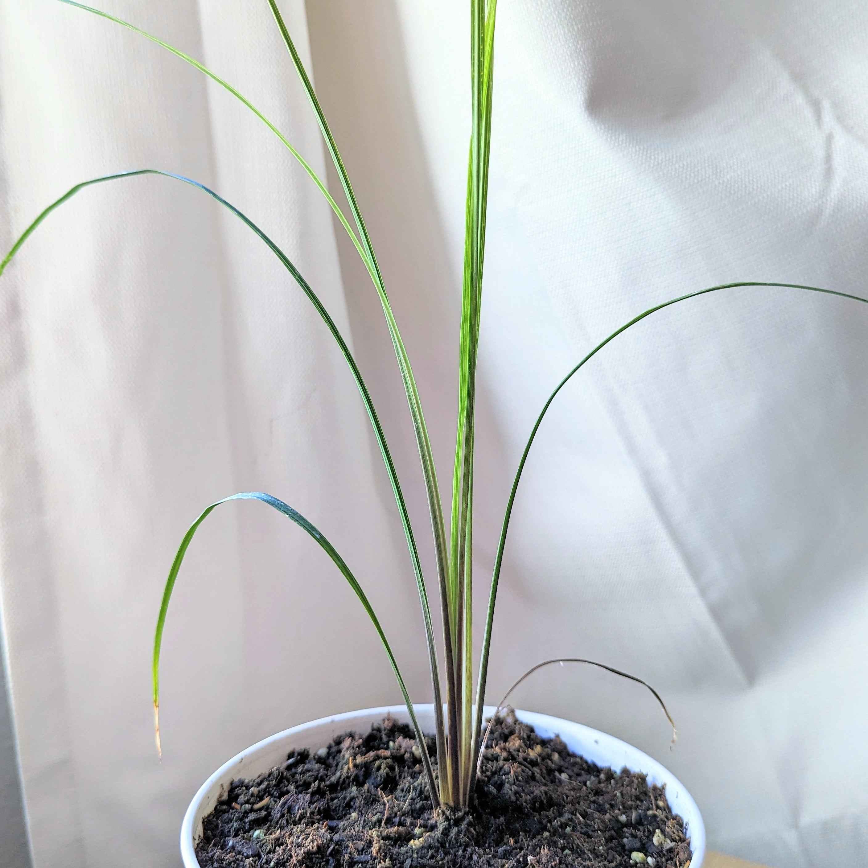 Dracaena Indivisa &