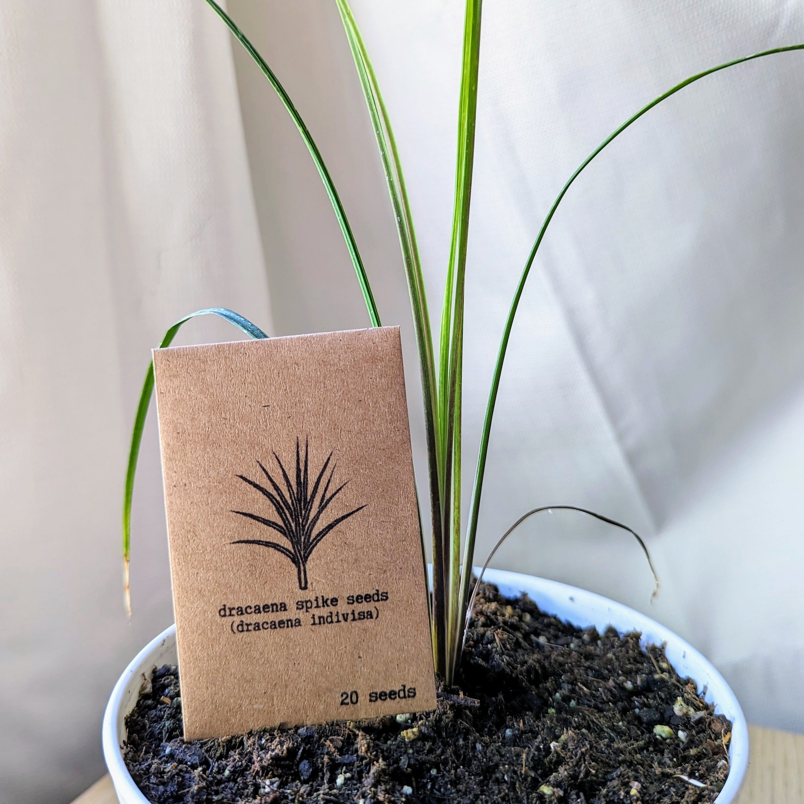 Dracaena Indivisa &
