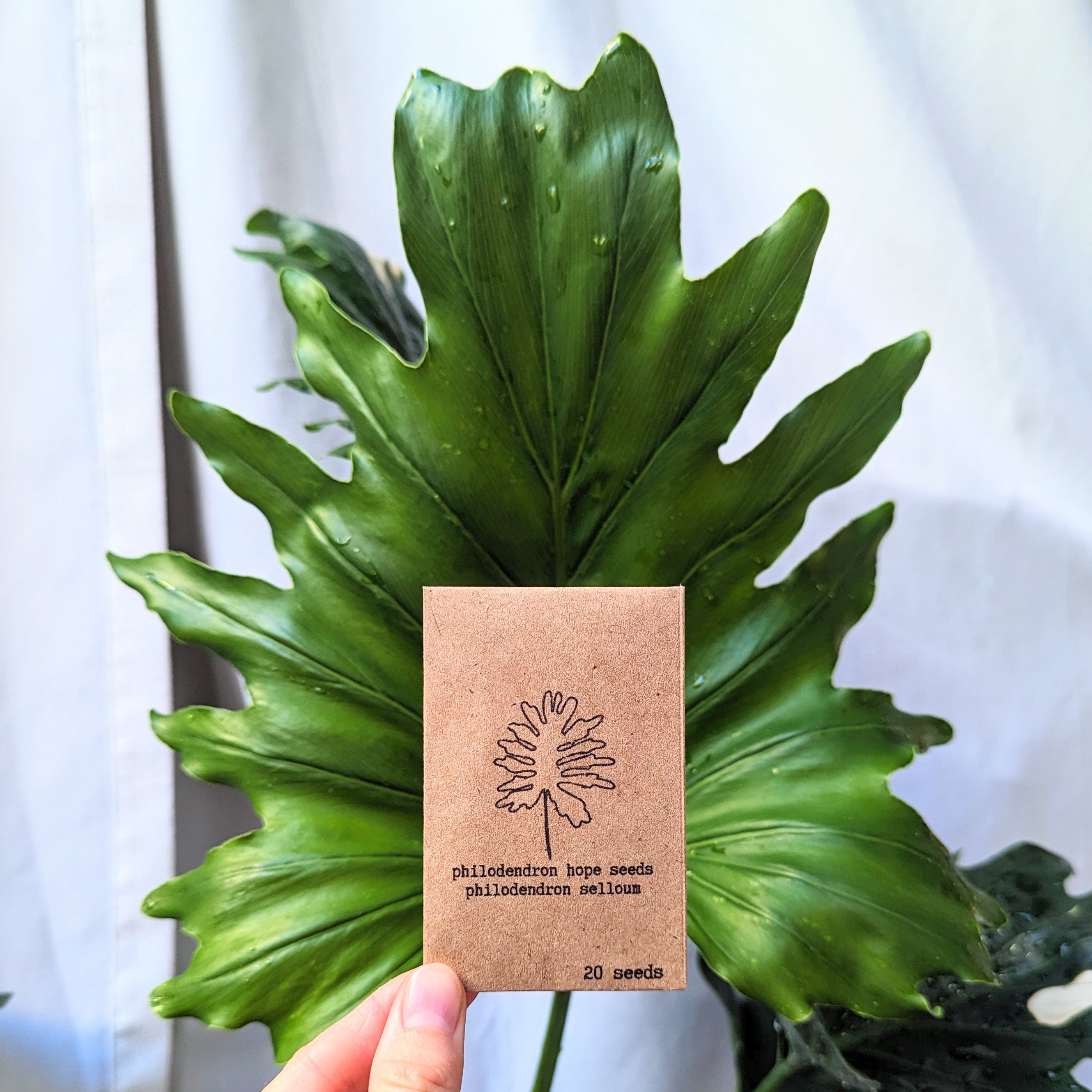 Philodendron Selloum &