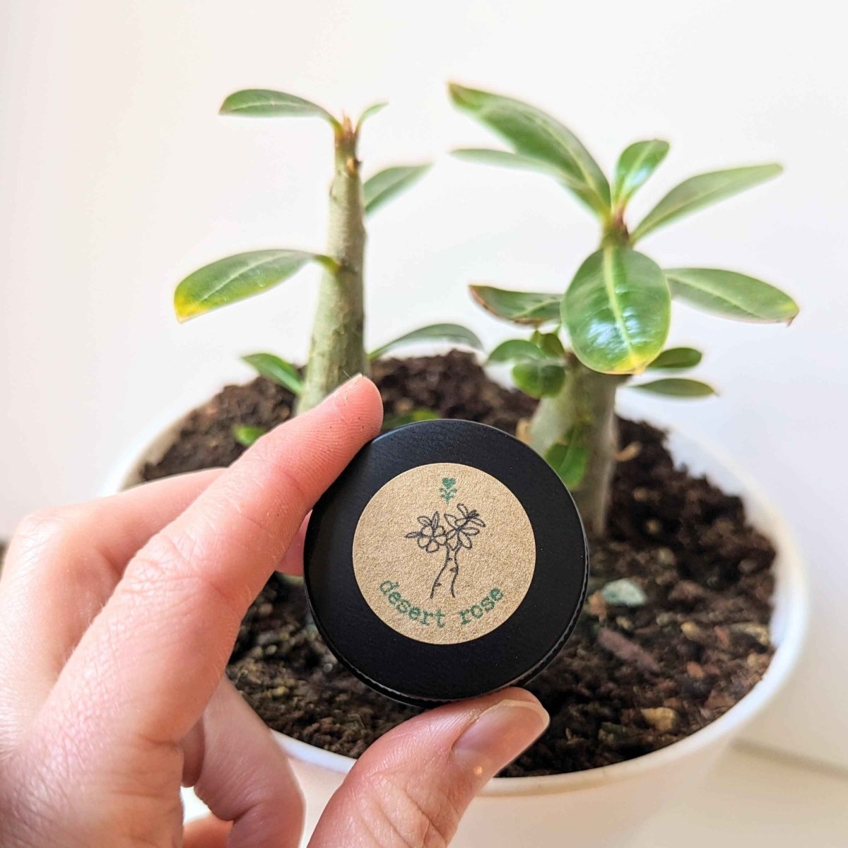 Adenium Obesum &
