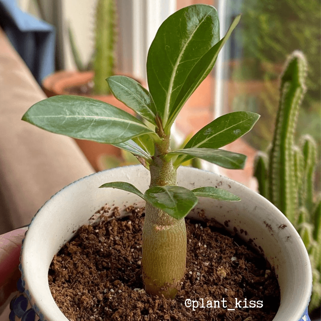 Adenium Obesum &