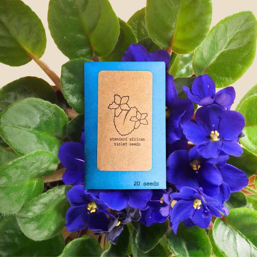 African Violet Seeds - Plantflix