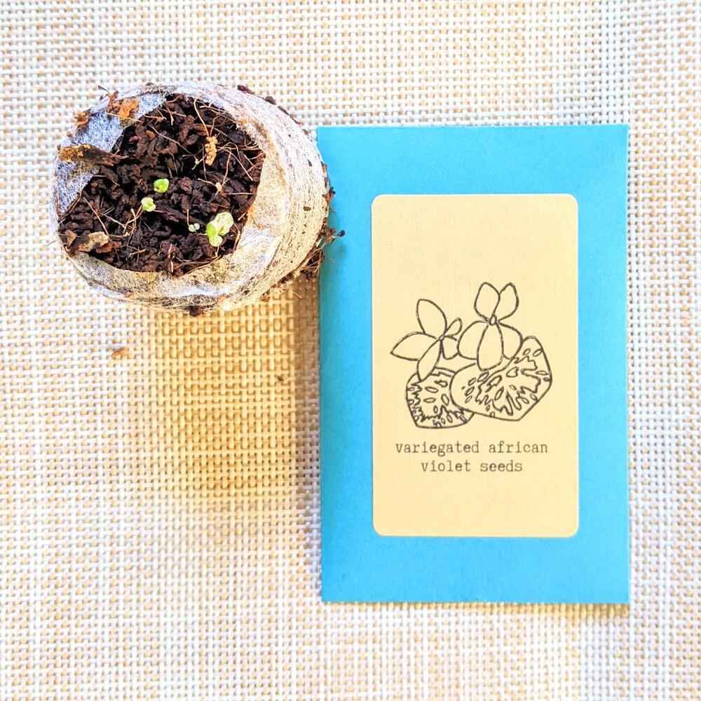 African Violet Seeds