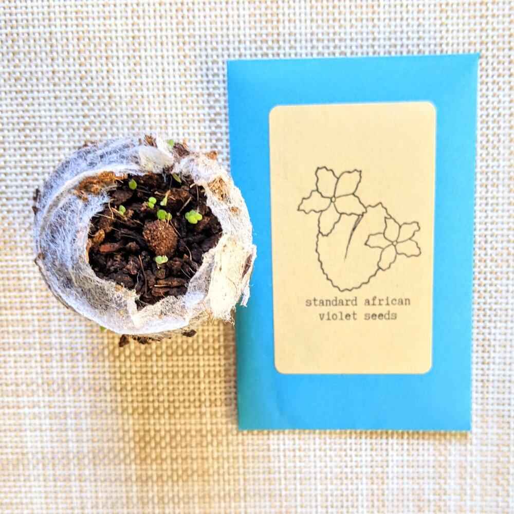 African Violet Seeds