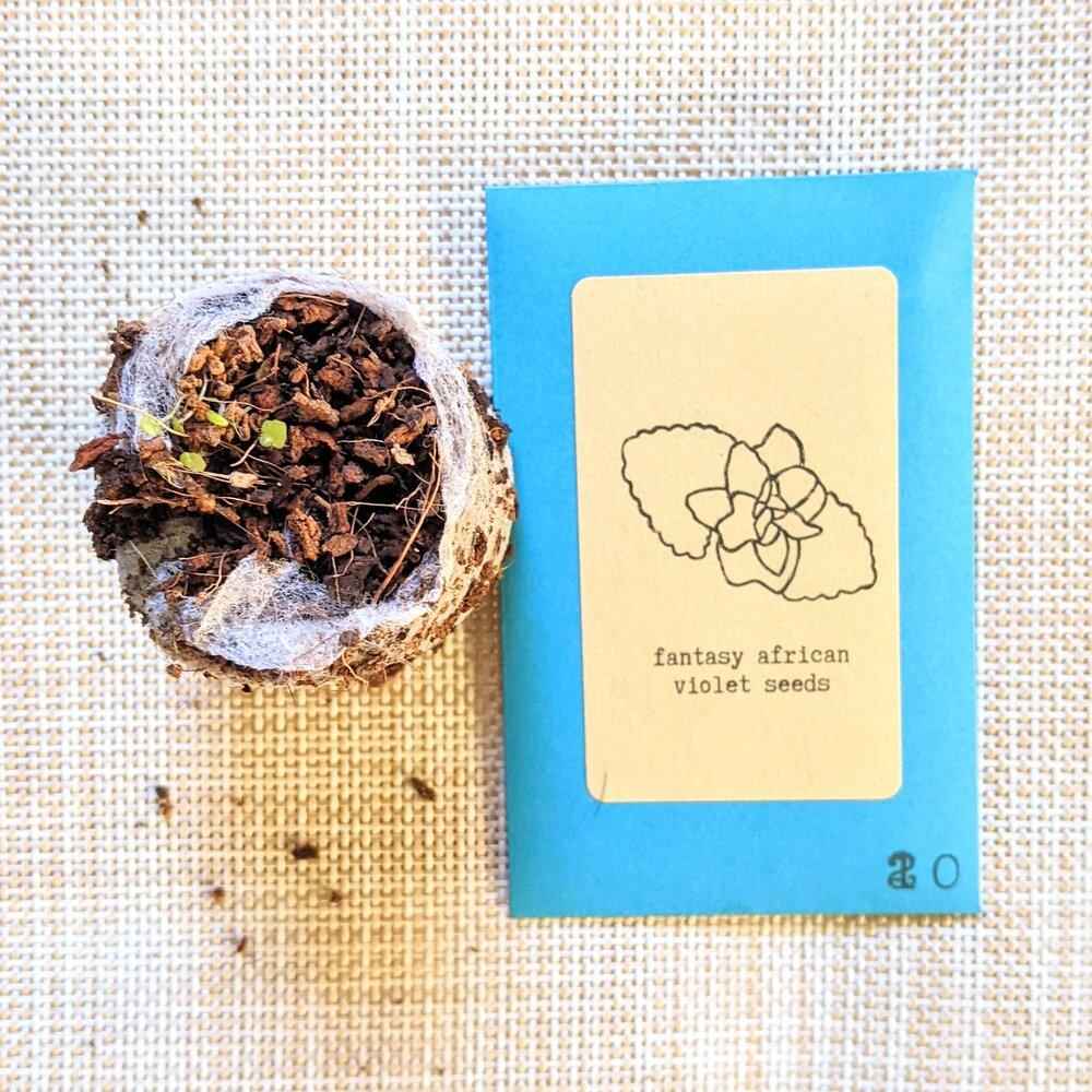 African Violet Seeds