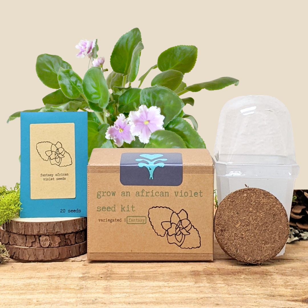 Grow an African Violet Seed Kit