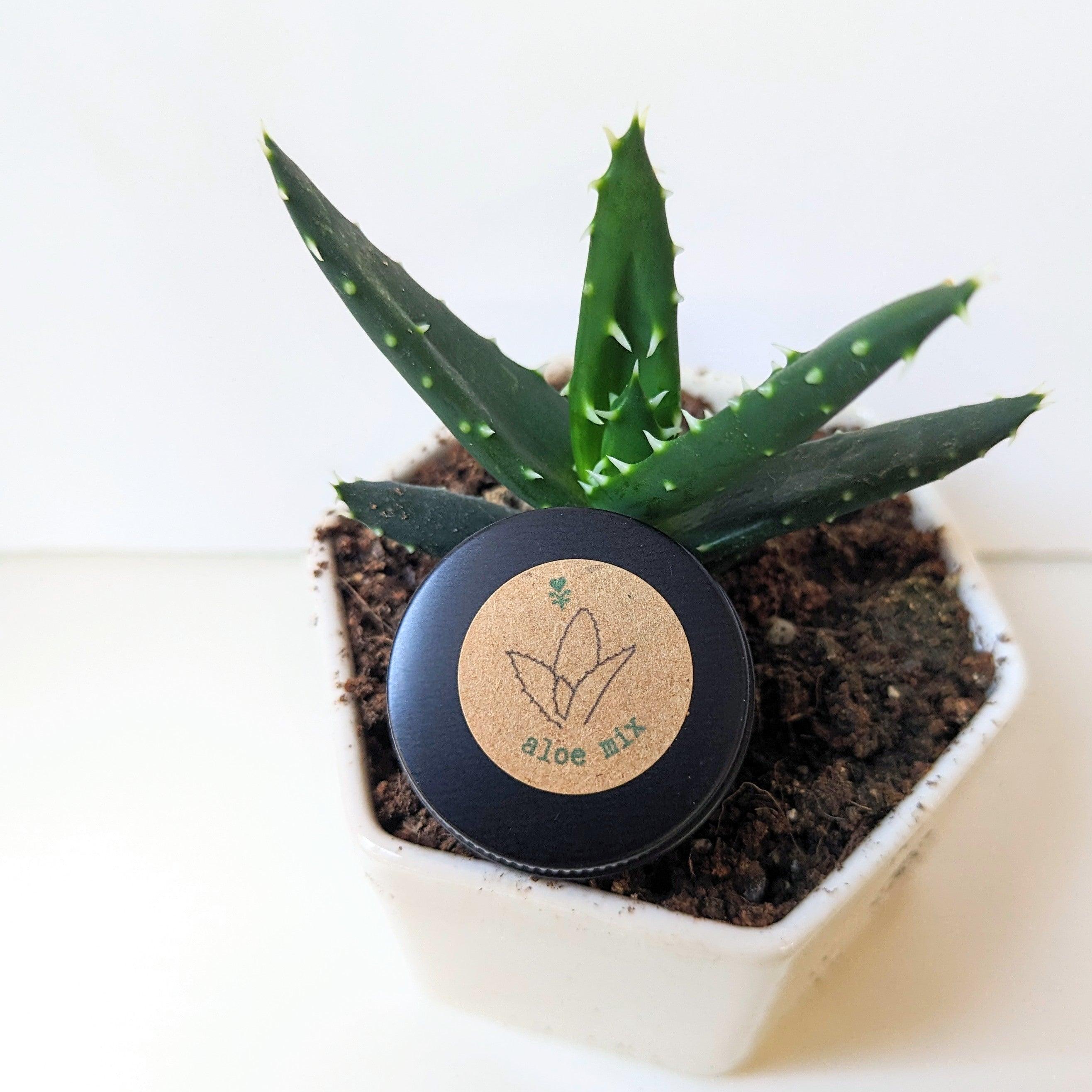 Aloe Mix Seeds - Plantflix
