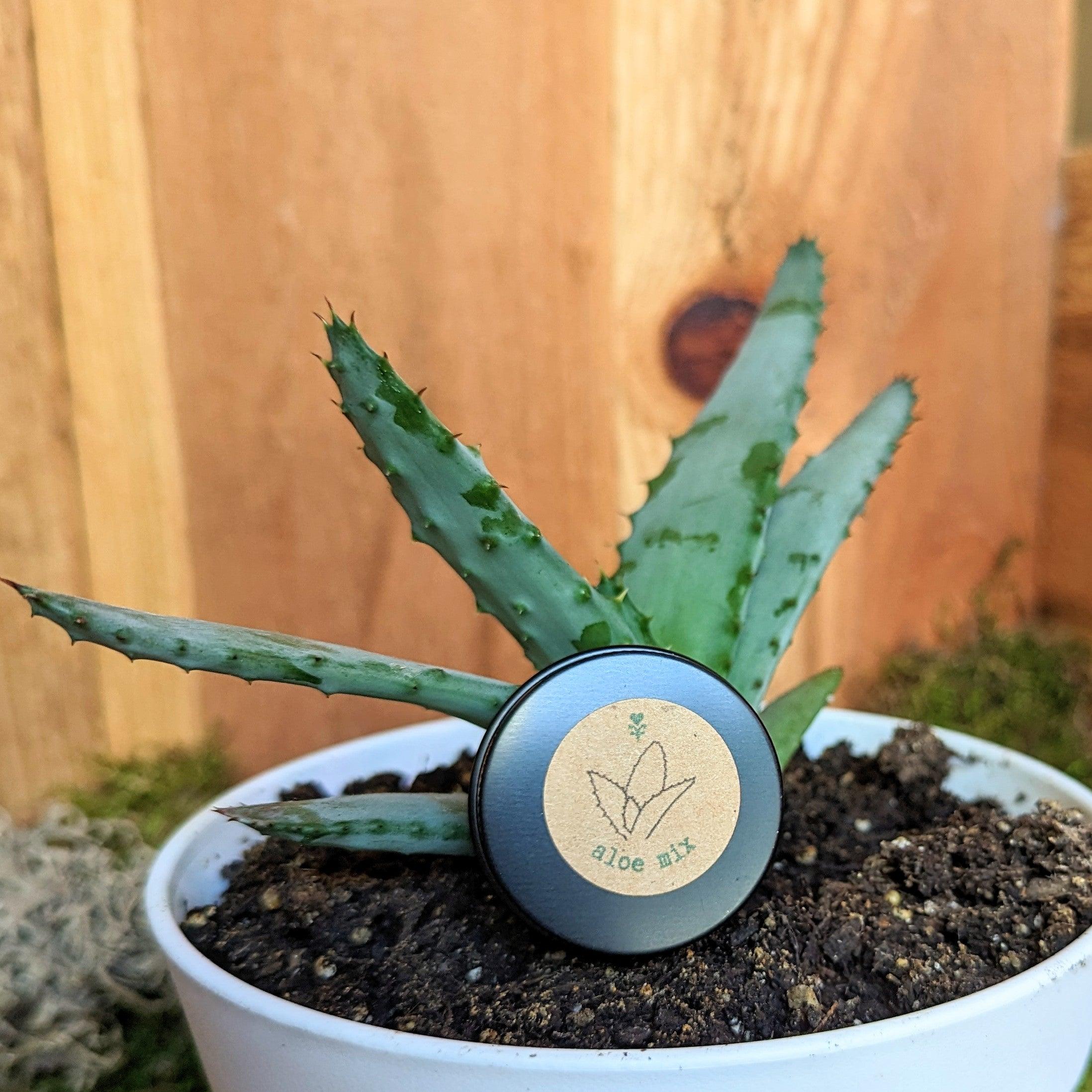 Aloe Mix Seeds - Plantflix