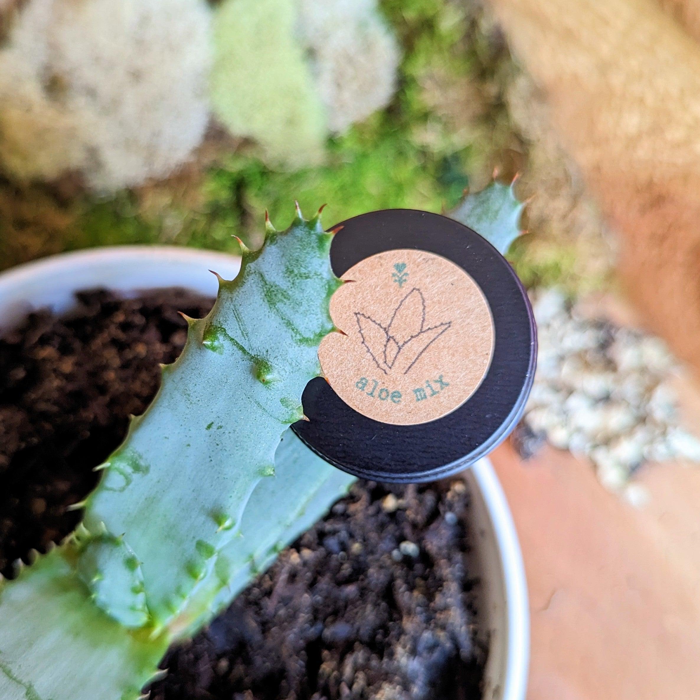 Aloe Mix Seeds - Plantflix
