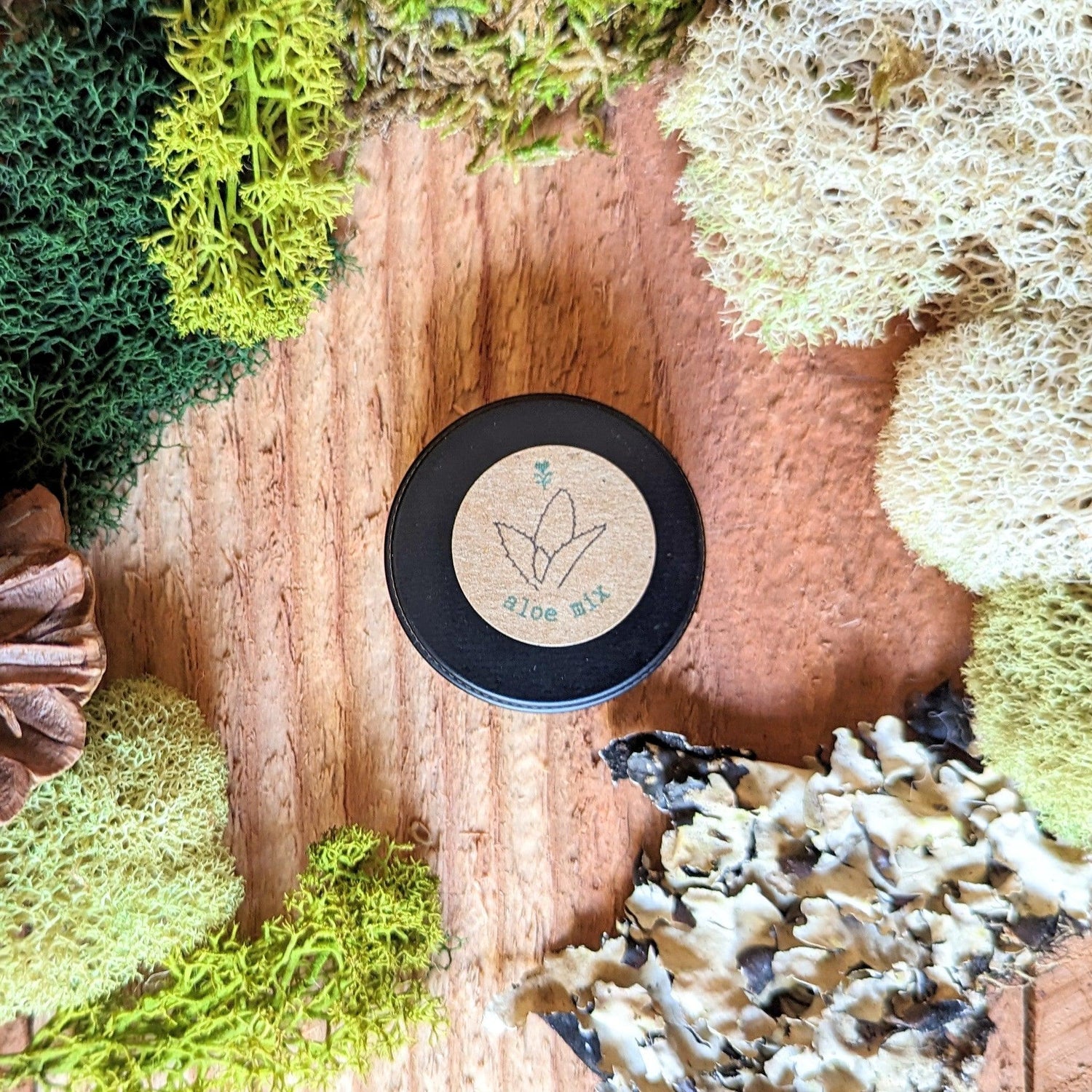 Aloe Mix Seeds - Plantflix