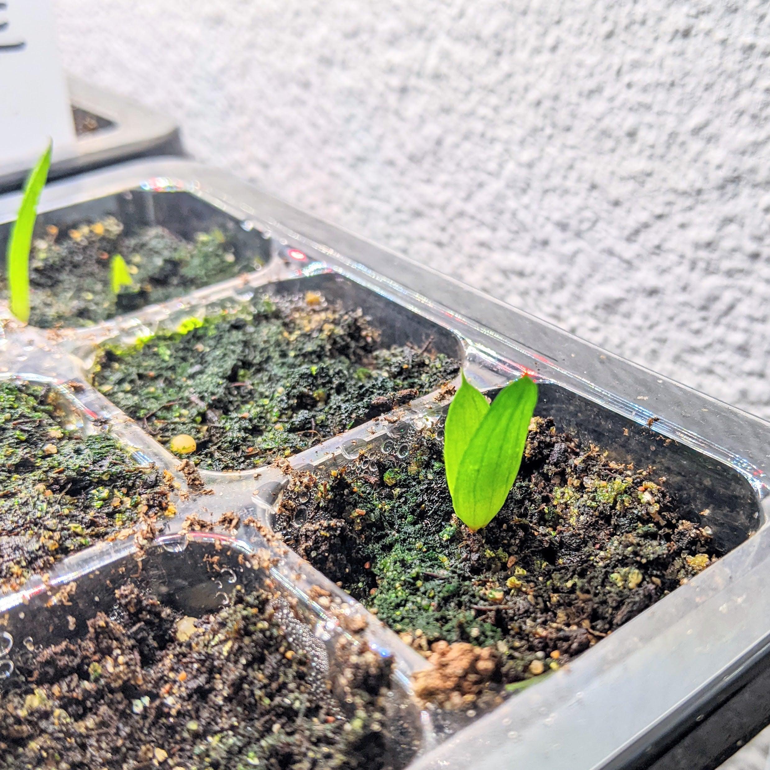 Aloe Mix Seeds - Plantflix