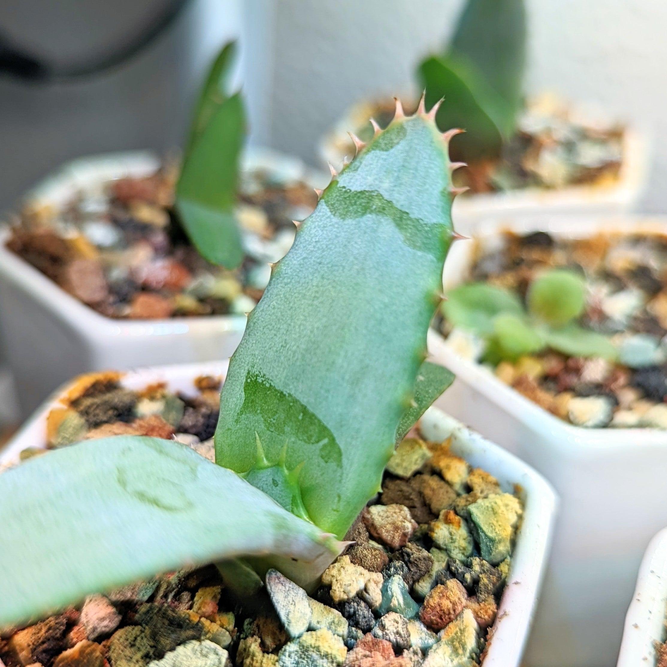 Aloe Mix Seeds - Plantflix