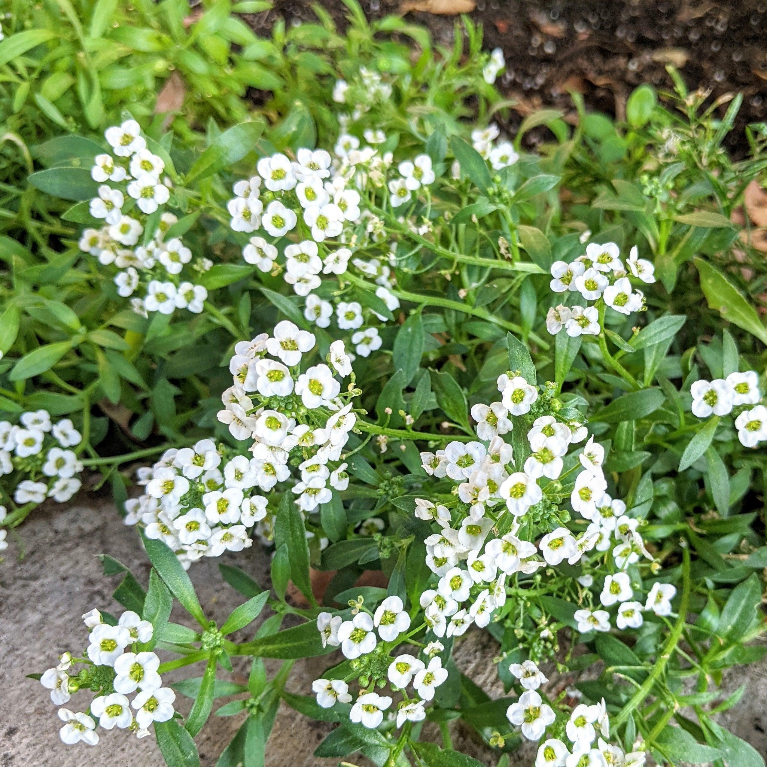 Alyssum Seeds - Plantflix