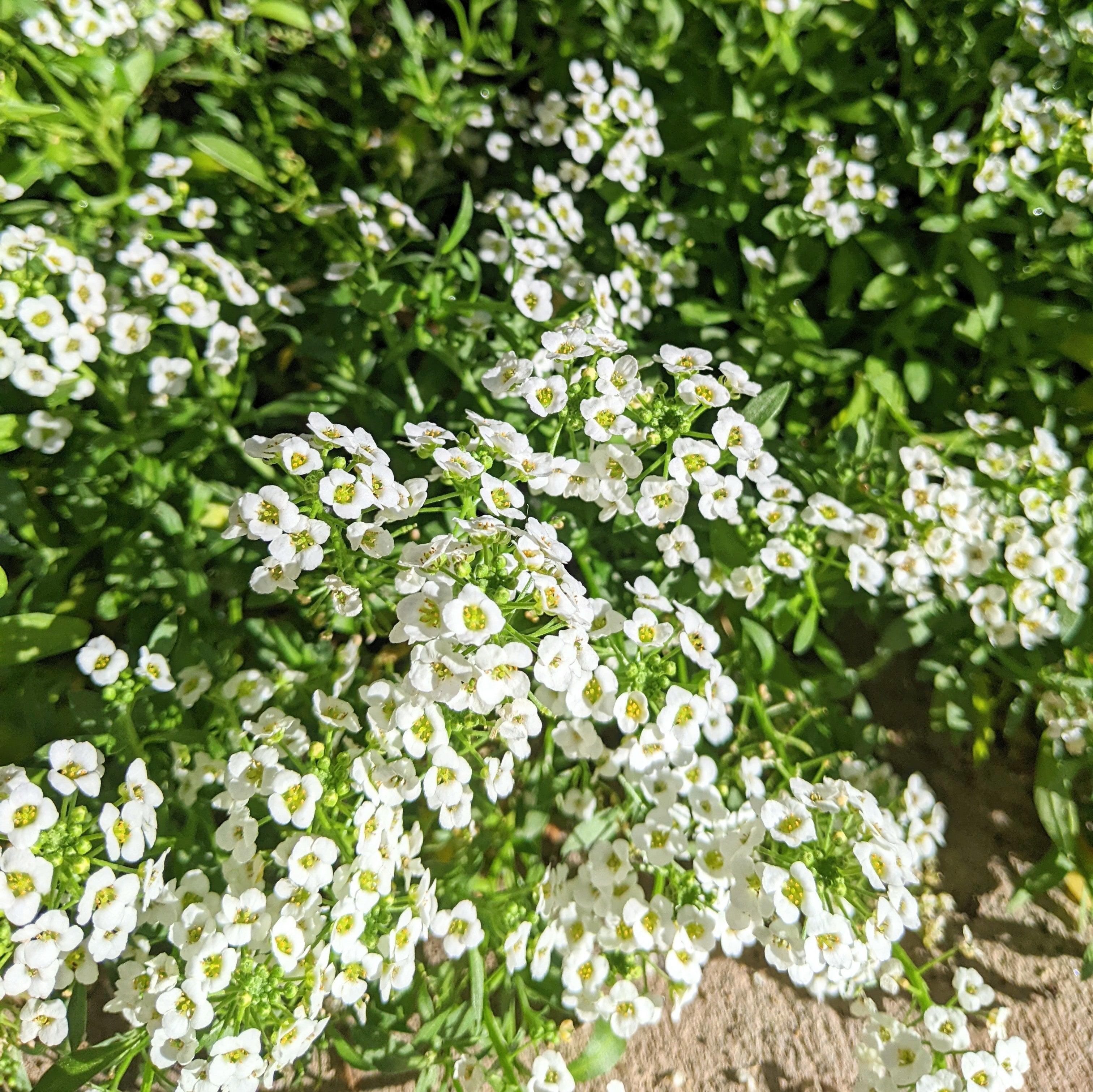 Alyssum Seeds - Plantflix