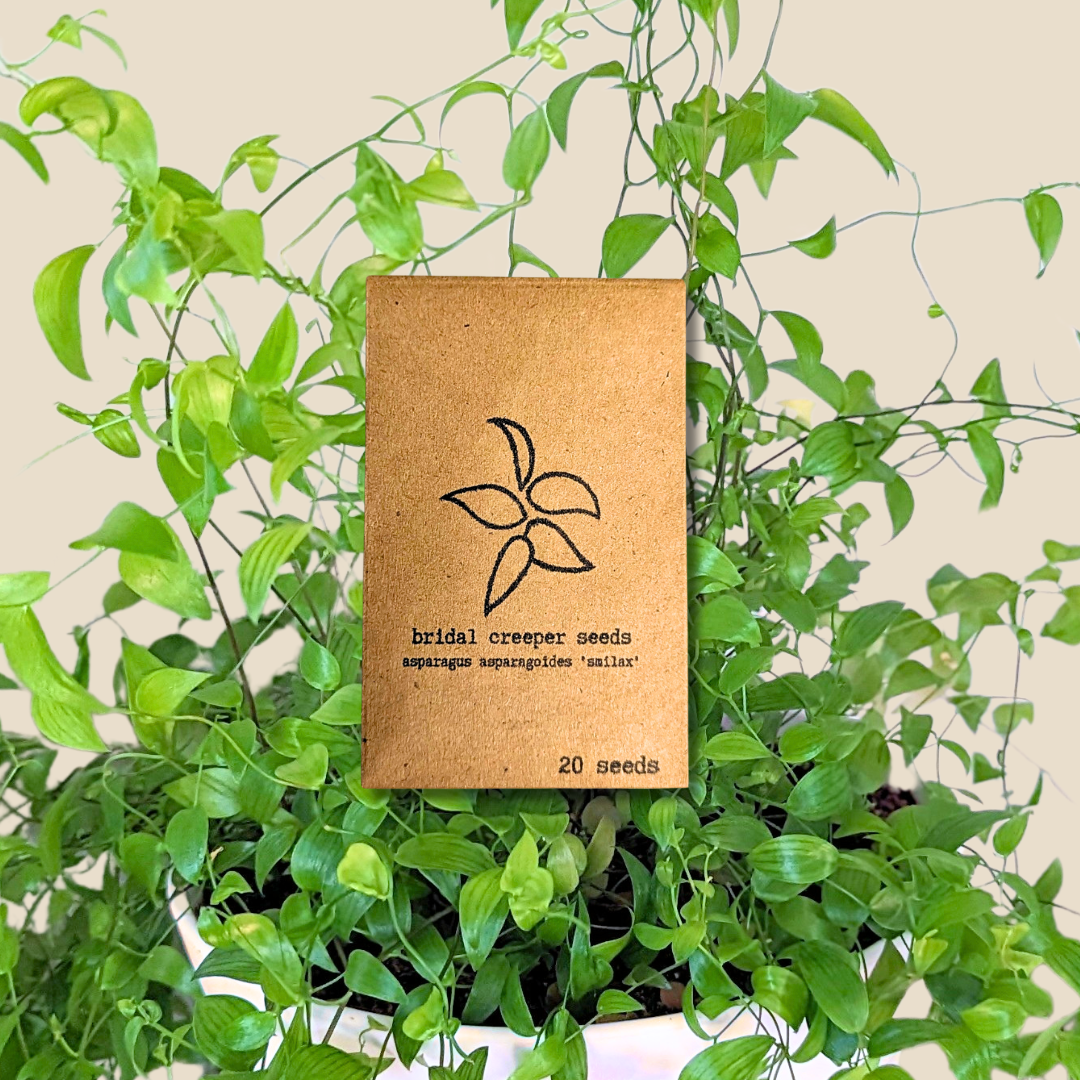 indoor creeper plants Asparagus Asparagoides Smilax 'Bridal Creeper' Seeds