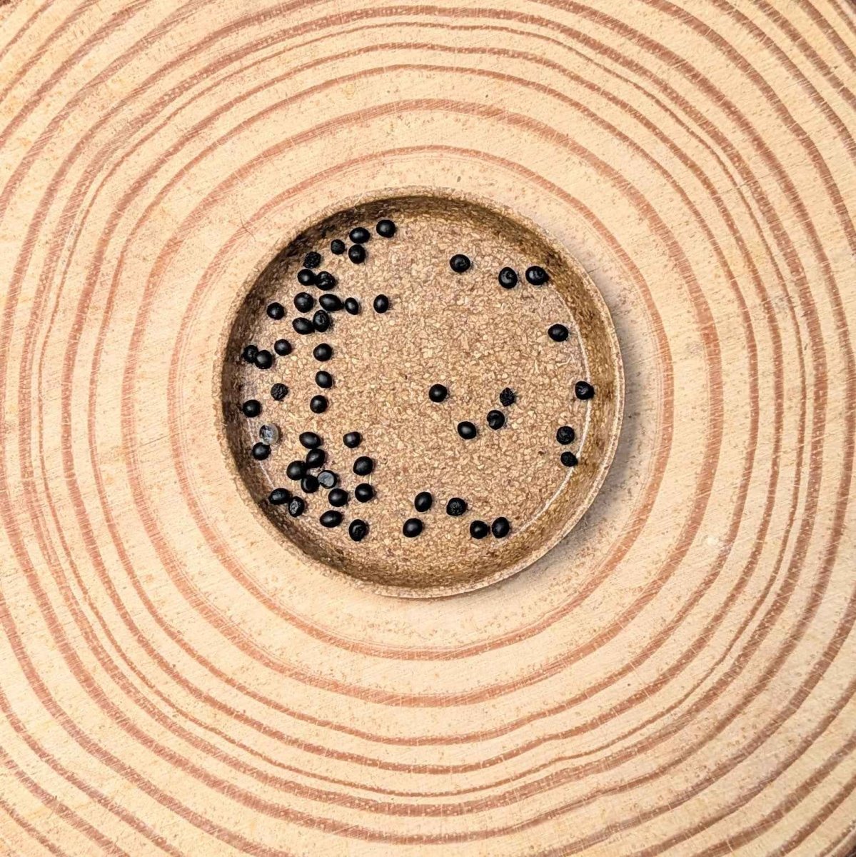 Asparagus Asparagoides Smilax &