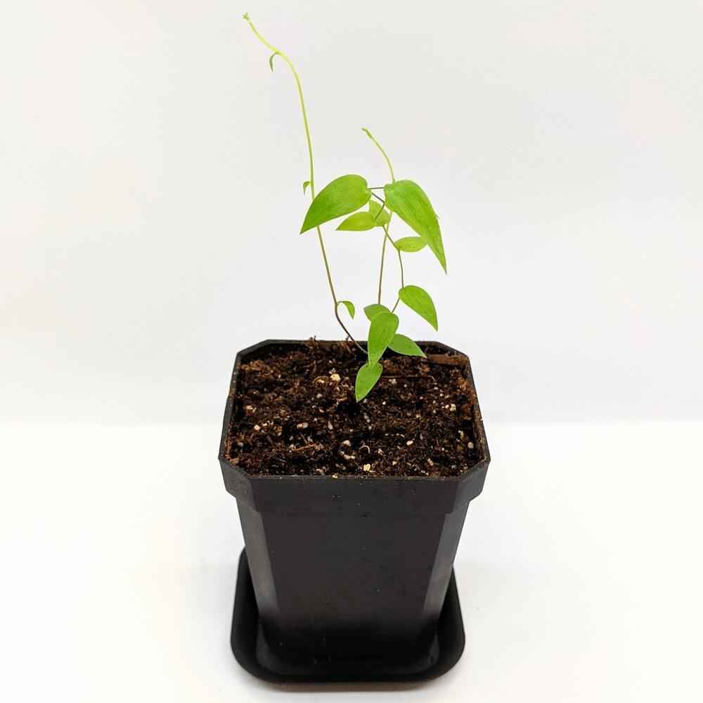 Asparagus Asparagoides Smilax &