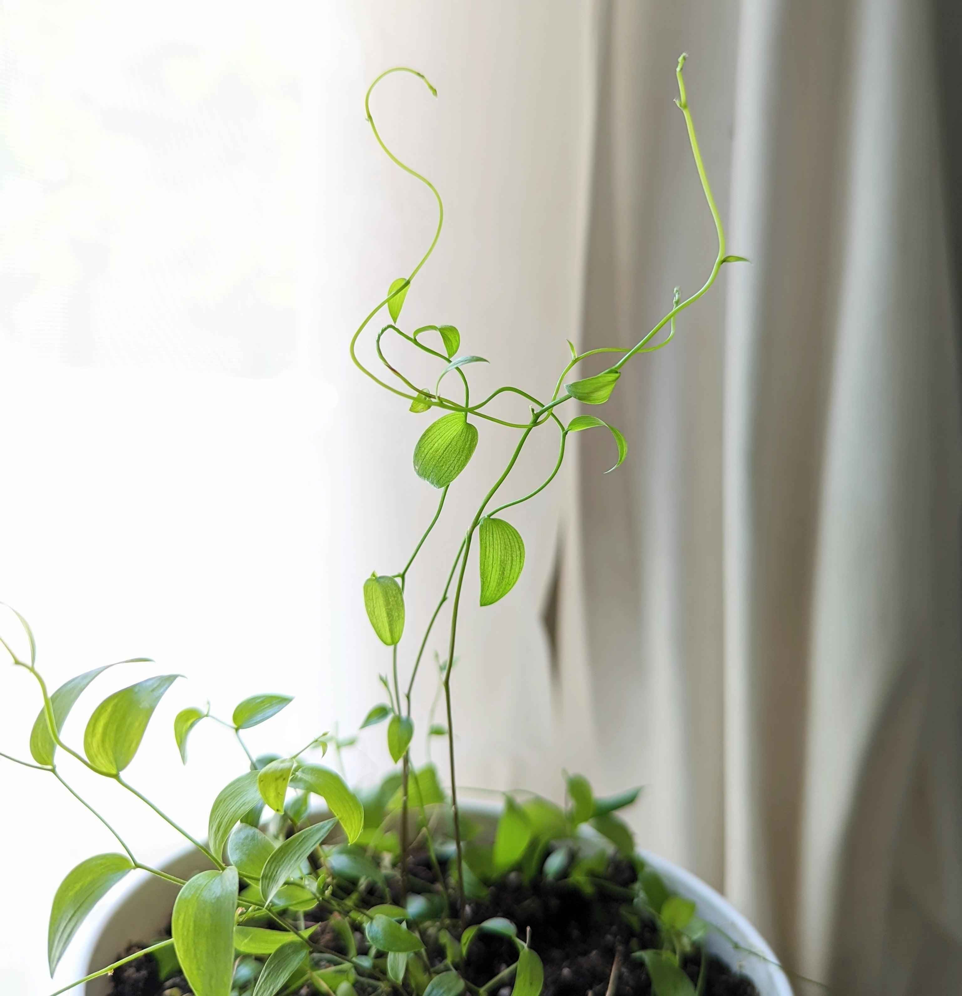 Asparagus Asparagoides Smilax &