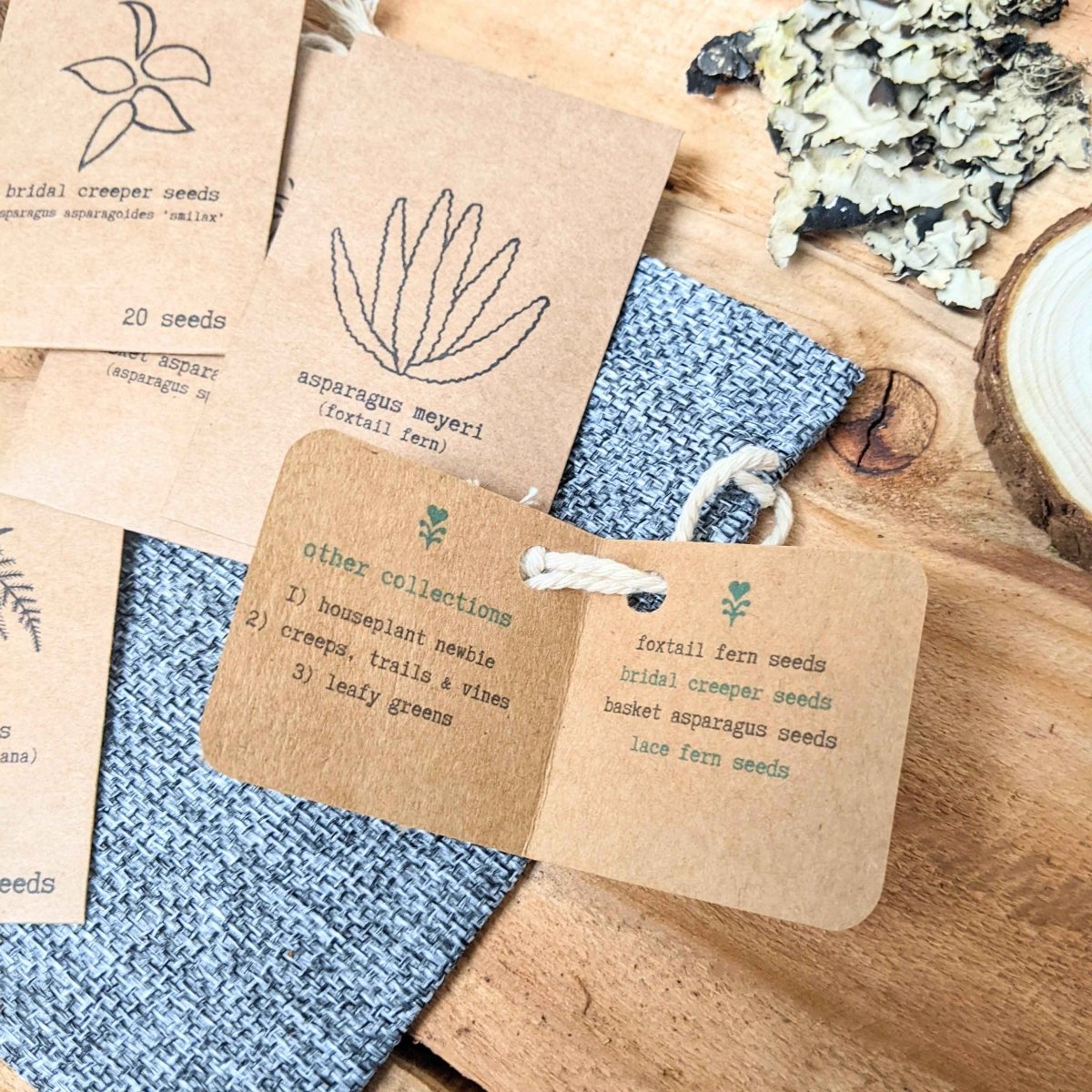 "Asparagus Fern" Houseplant Seed Collection - Plantflix