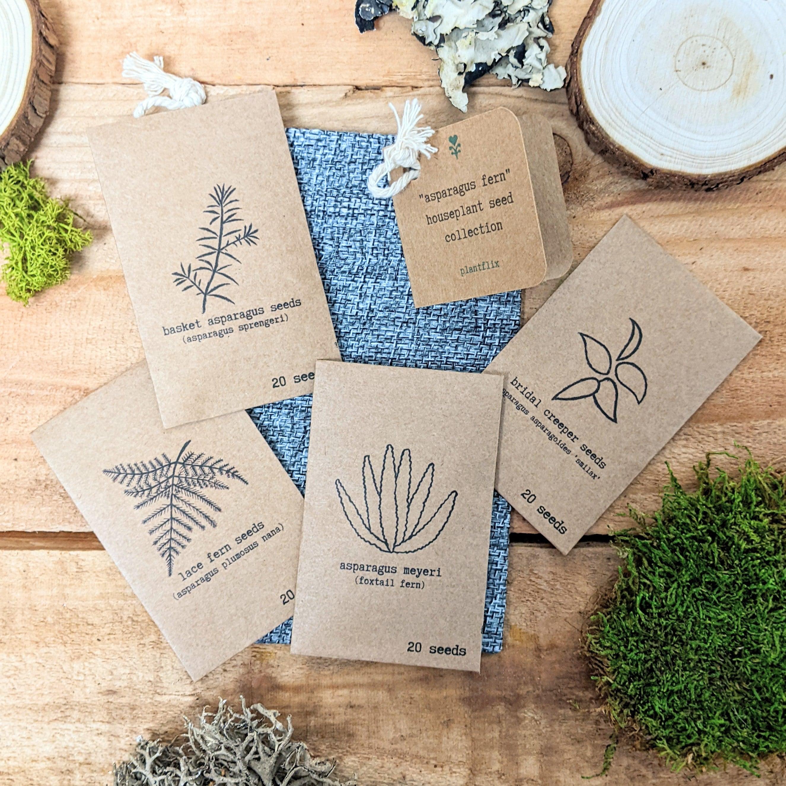"Asparagus Fern" Houseplant Seed Collection - Plantflix