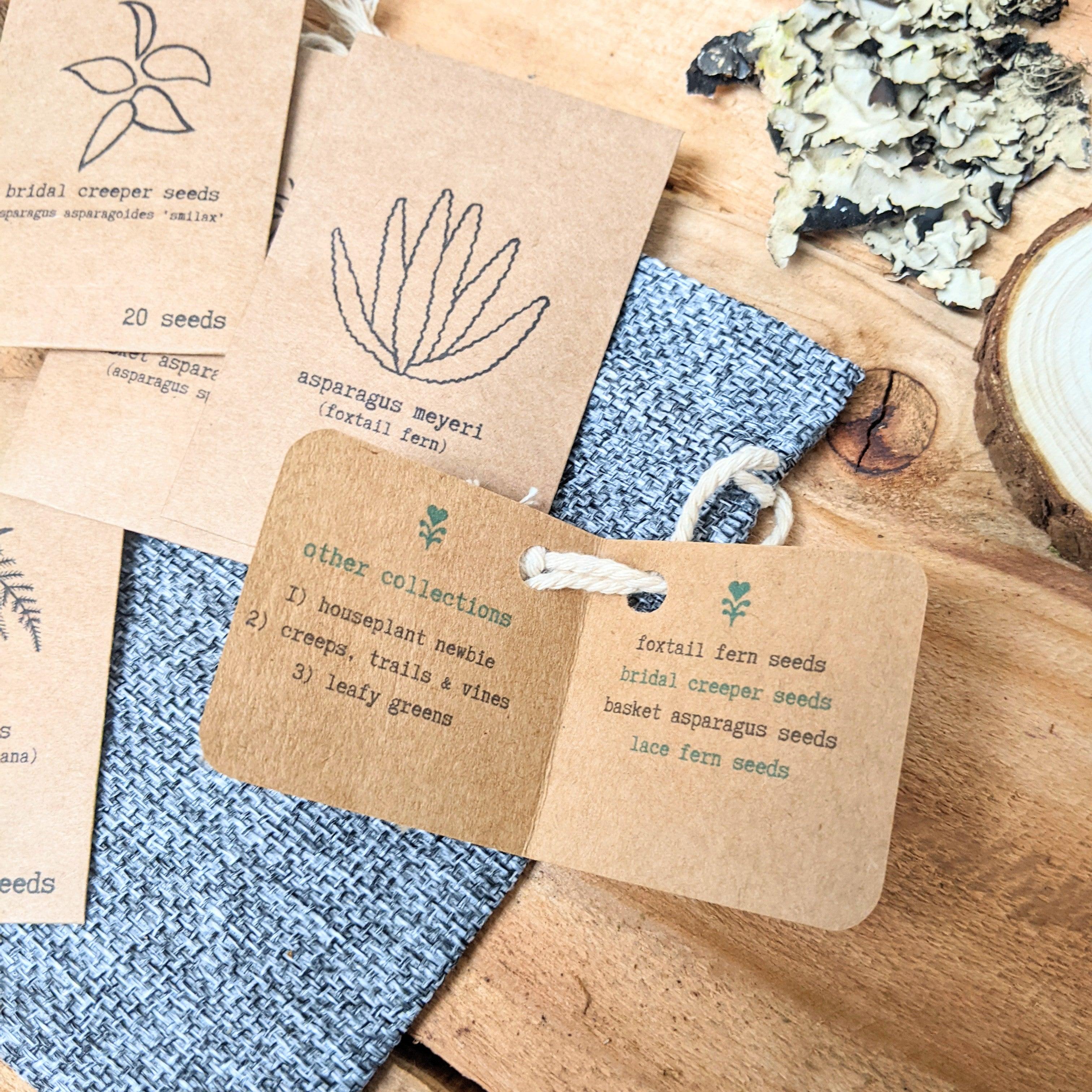 "Asparagus Fern" Houseplant Seed Collection - Plantflix