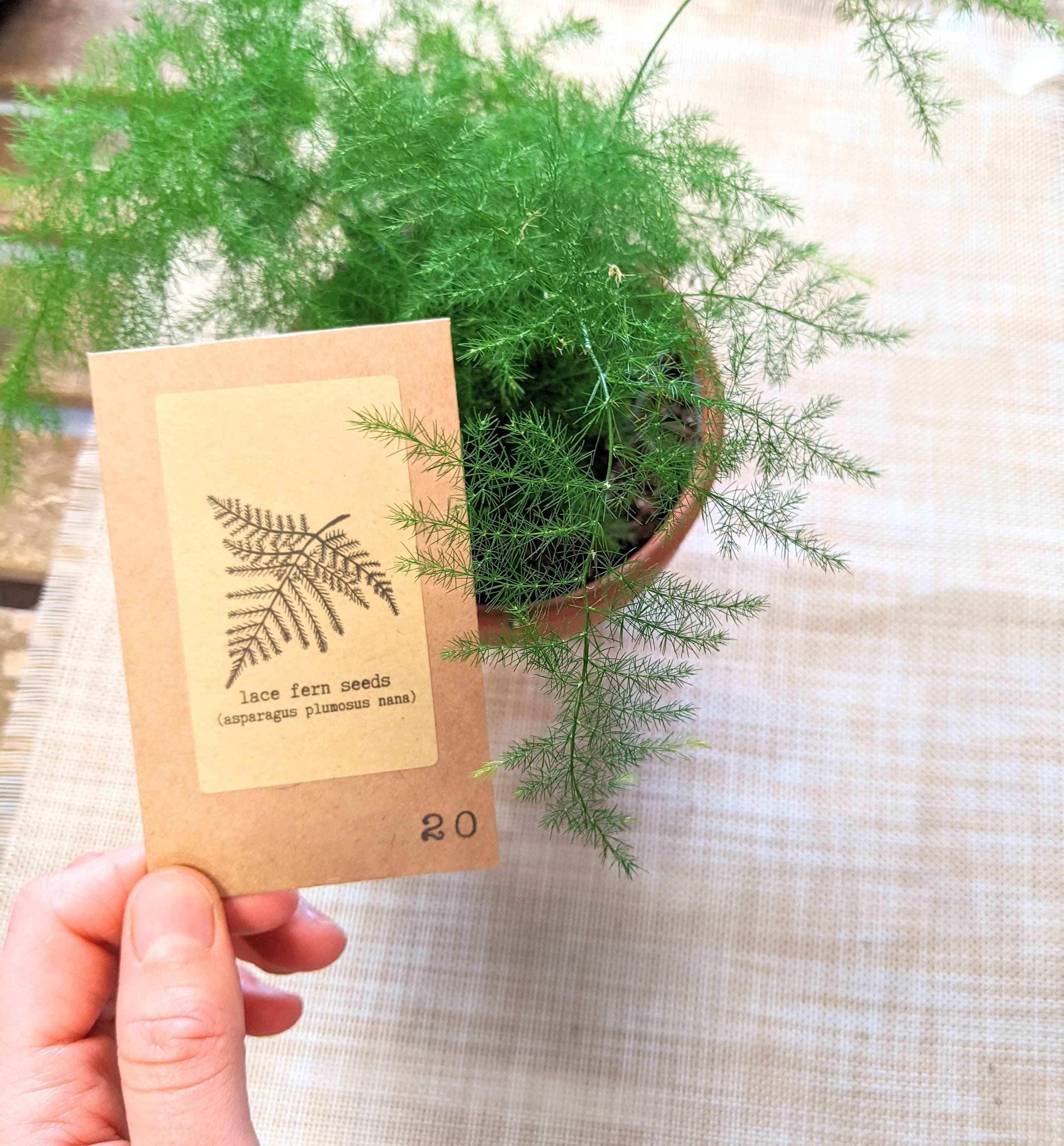 Asparagus Plumosus Nana &