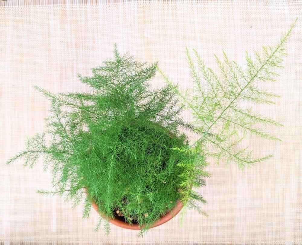 Asparagus Plumosus Nana &