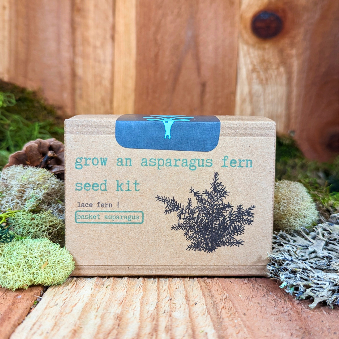 Grow an Asparagus Fern Plant Seed Kit