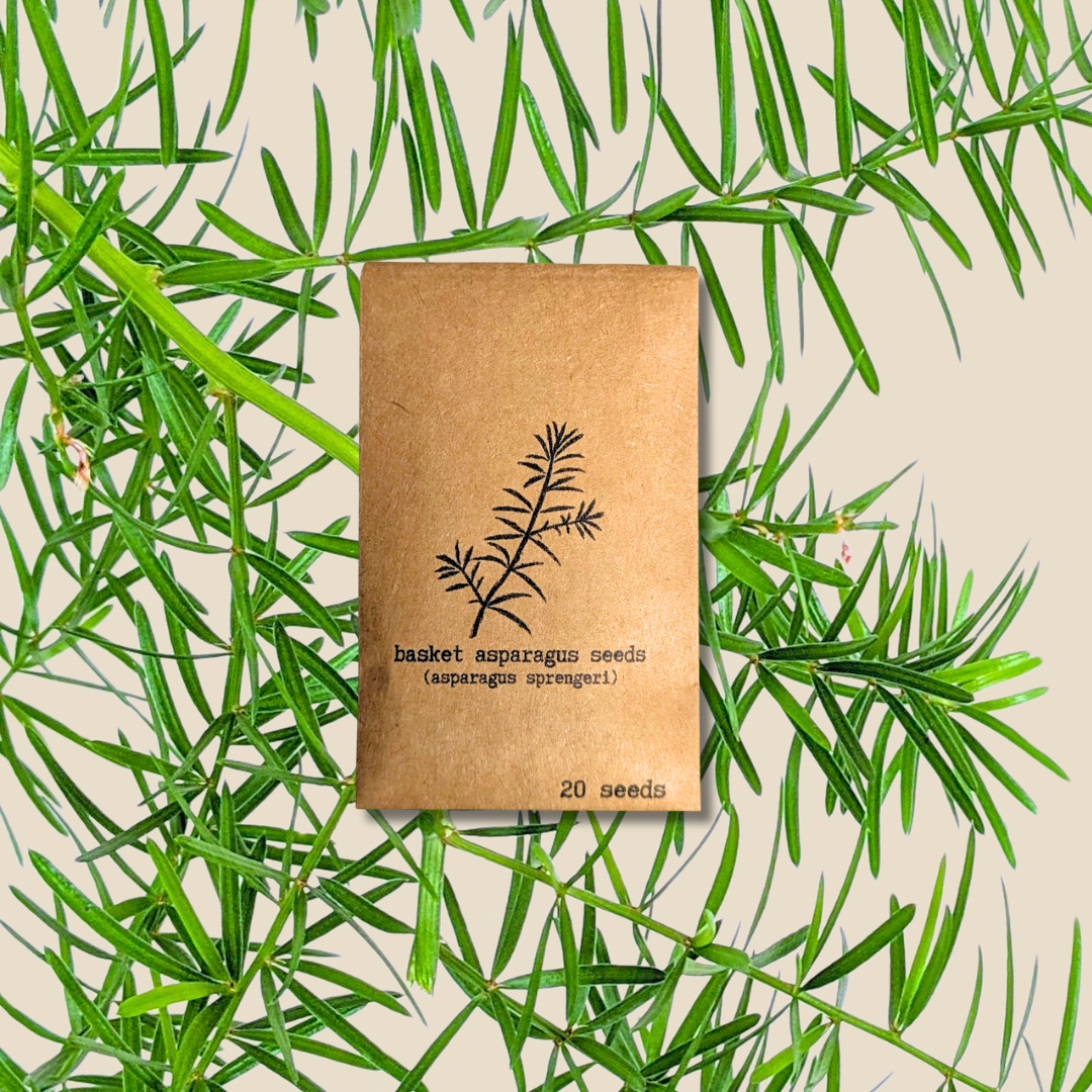 Asparagus Sprengeri &