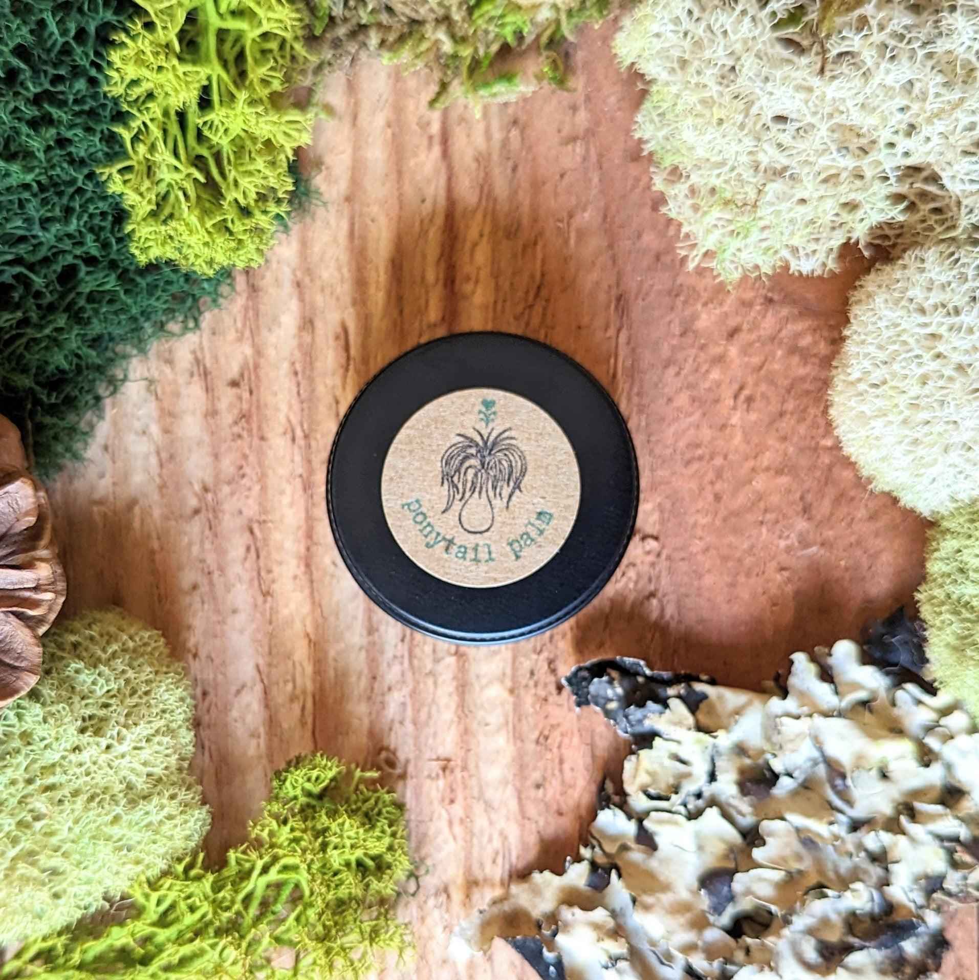 Beaucarnea Recurvata &