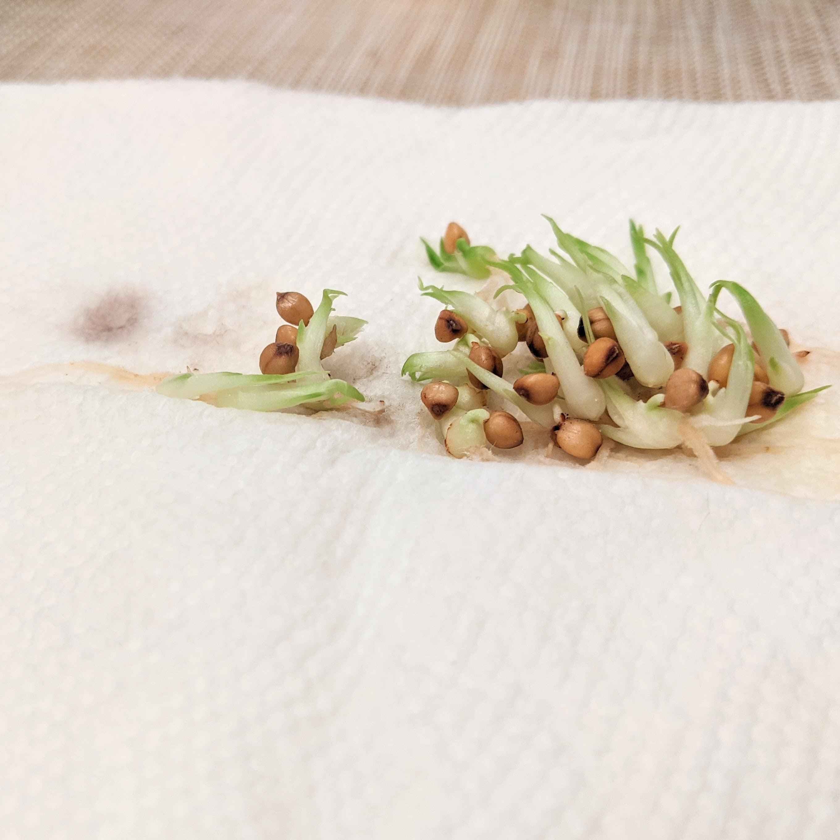 Beaucarnea Recurvata &