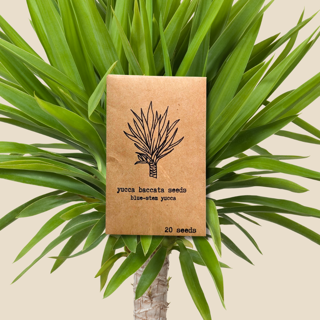 Yucca Baccata &