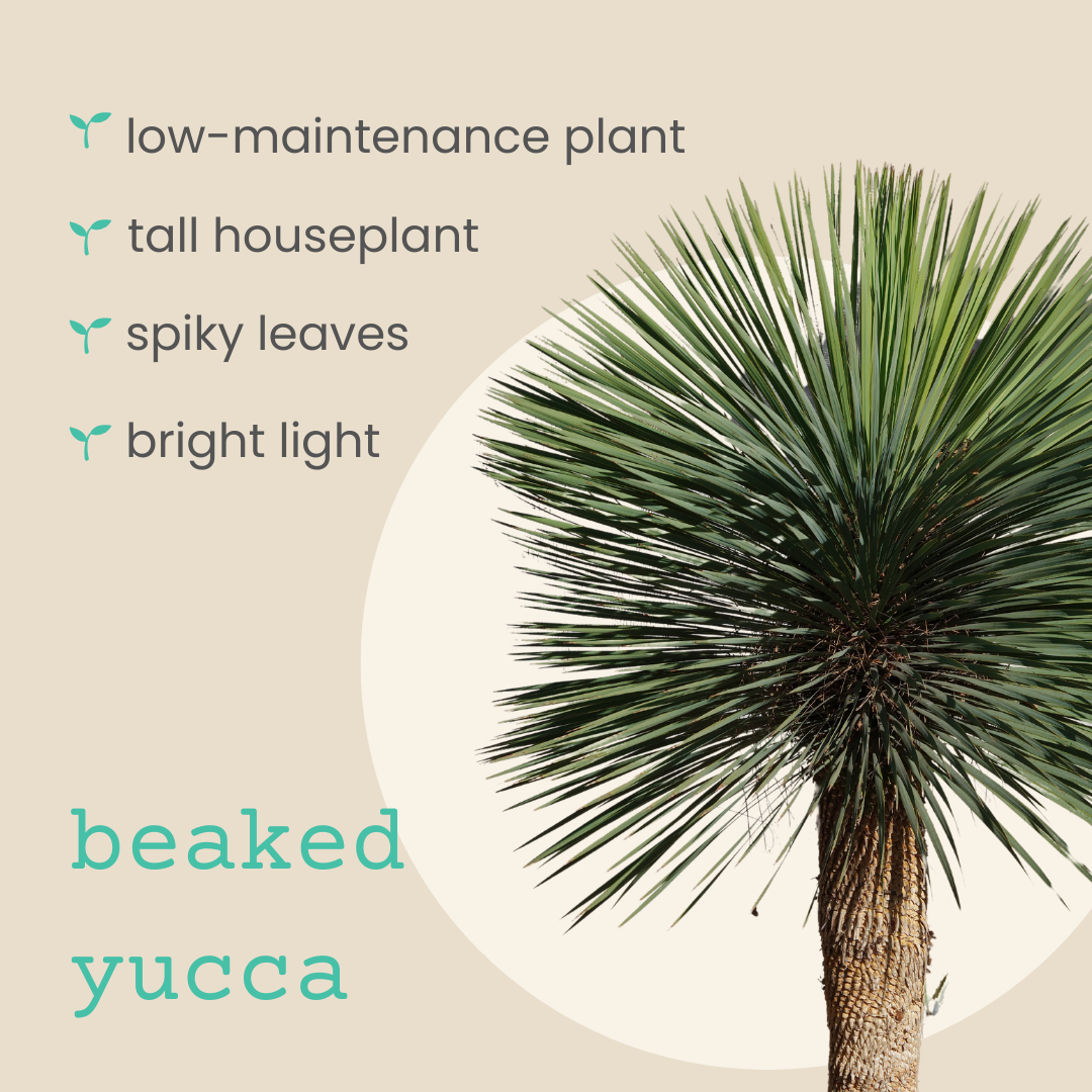 Yucca Rostrata &