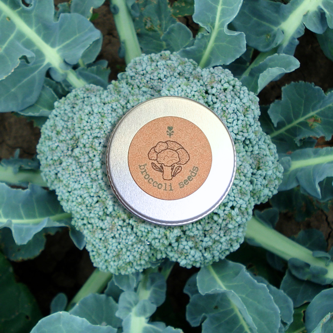 Organic Broccoli Seeds