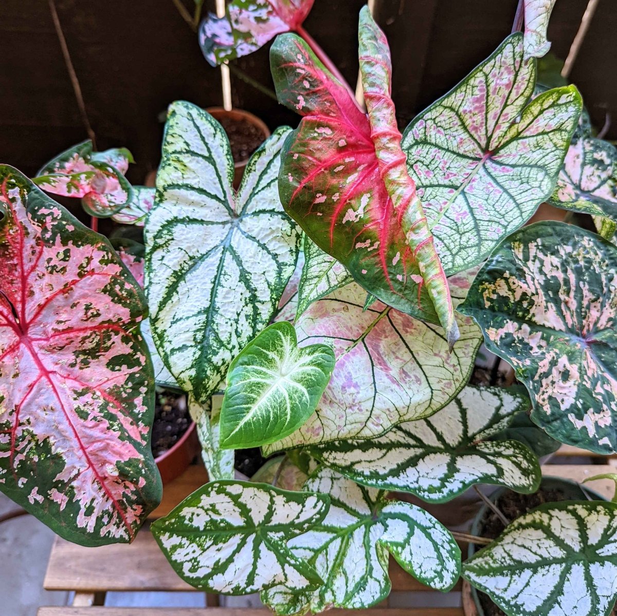 Caladium Mix Bulbs - Plantflix