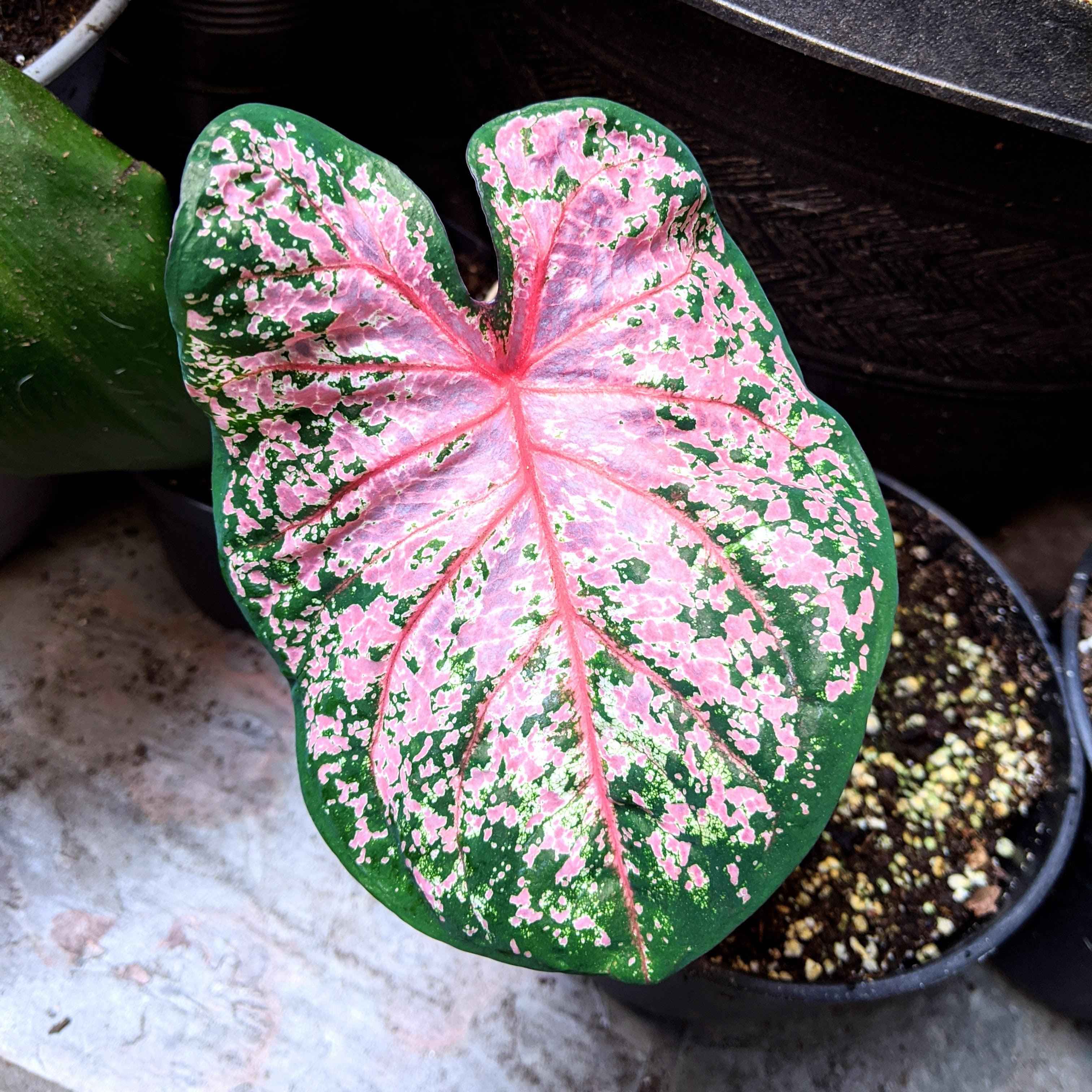 Caladium Mix Bulbs